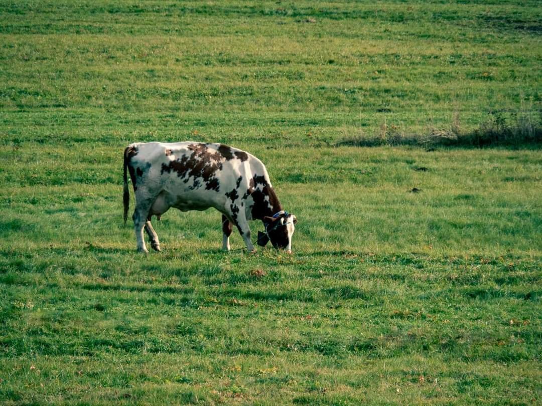 Willa Pod Górską Lawendą