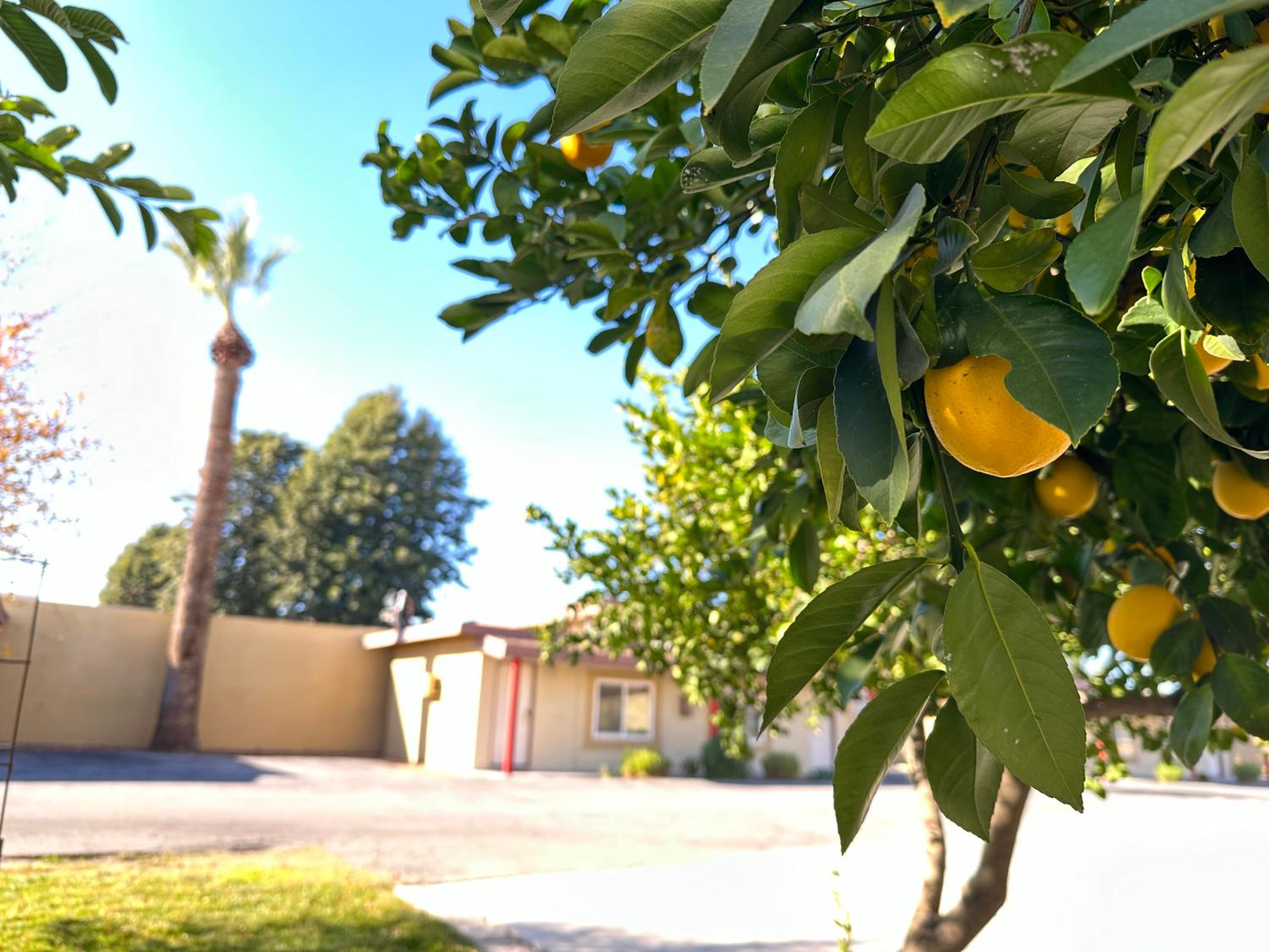 Hemet Vacations - Royal Inn and Suites - Property Image 16