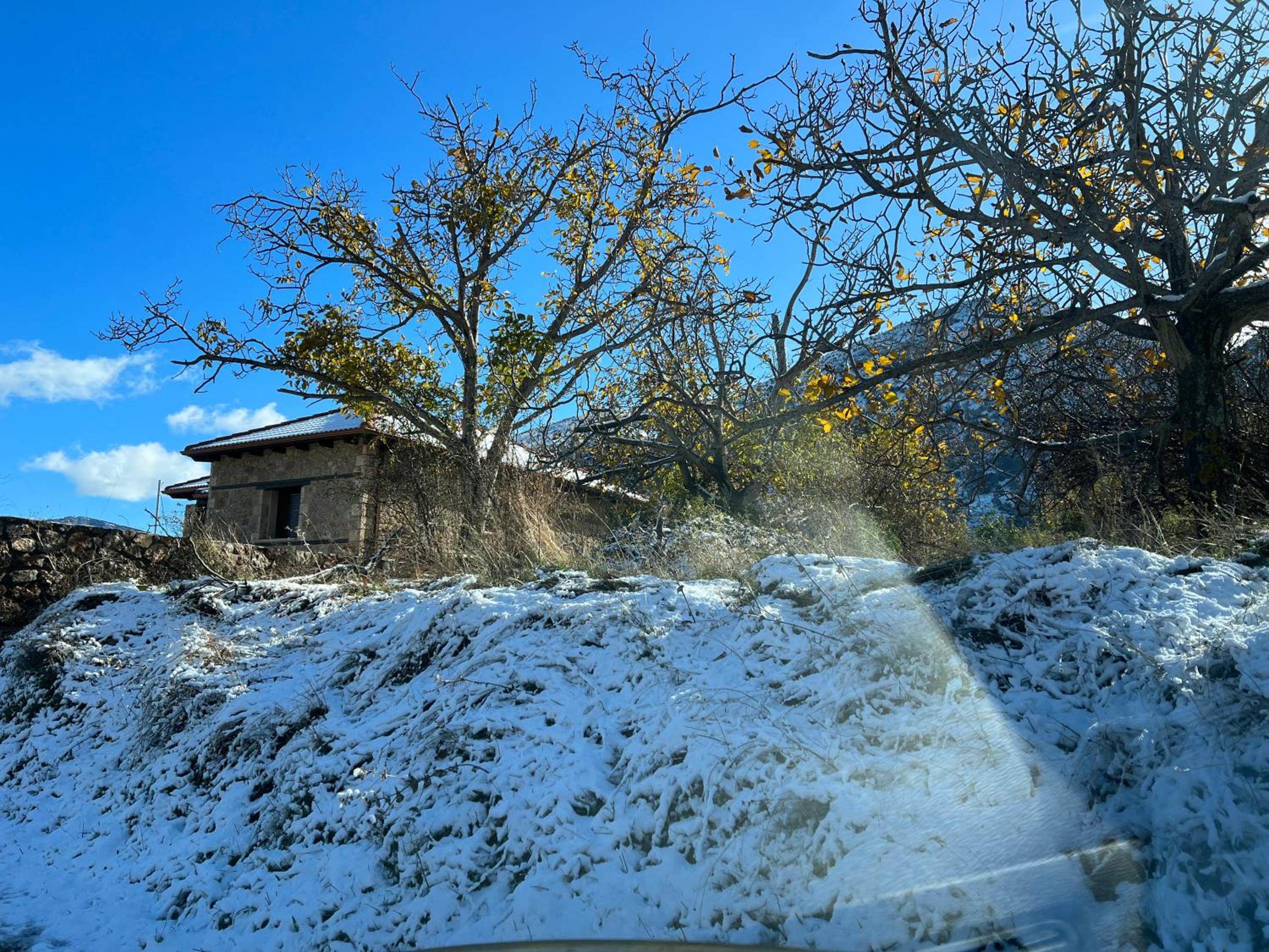 Forest House
