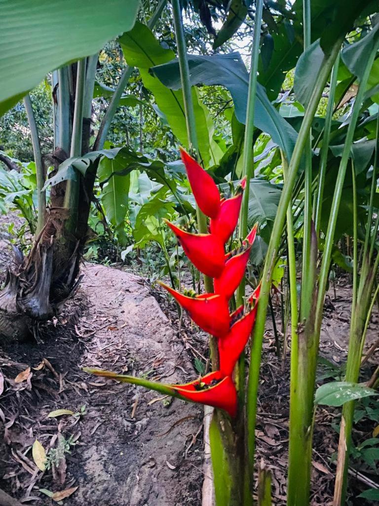 Santa Marta Vacations - Cabana familiar en AFRA Reserva Natural - Property Image 8
