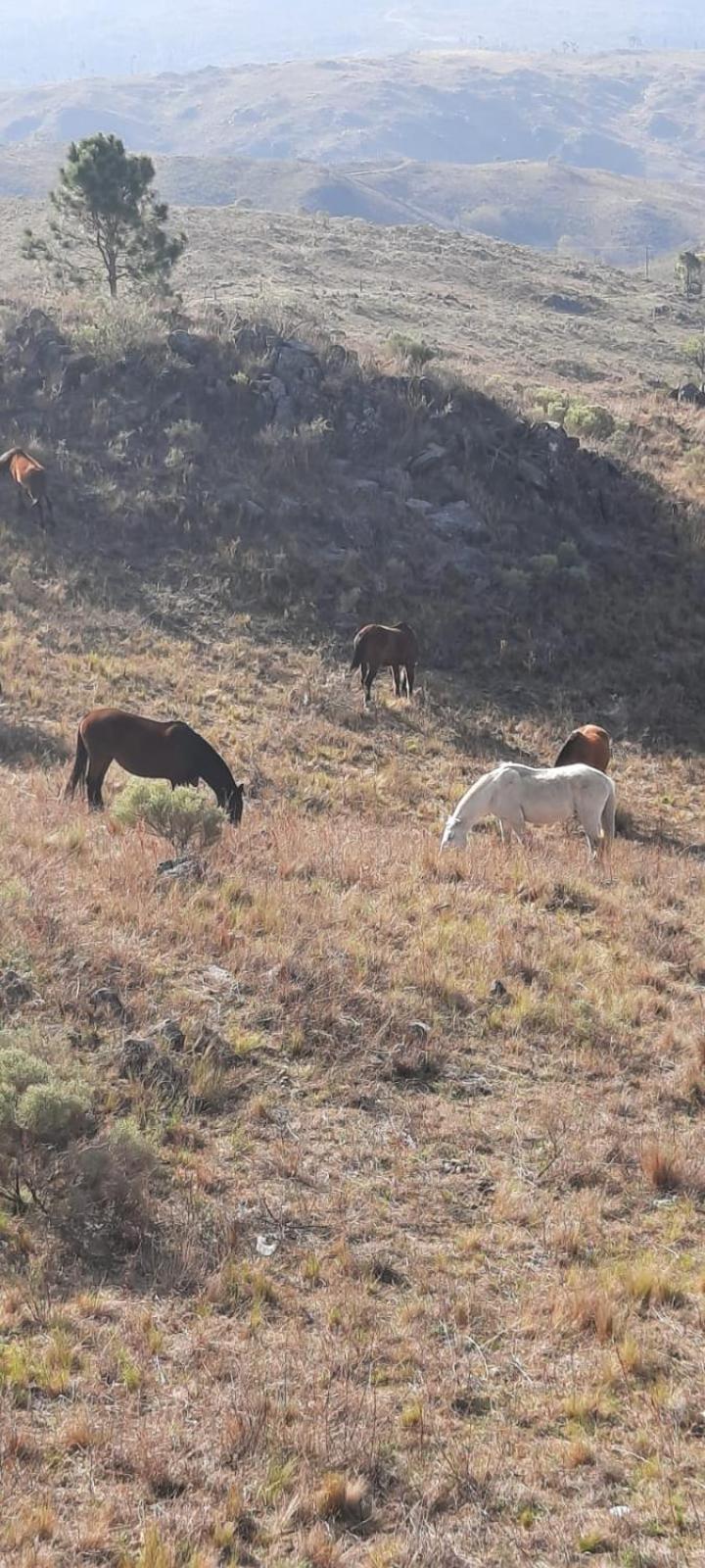 Mirada al Champaqui - Departamento de Montaña
