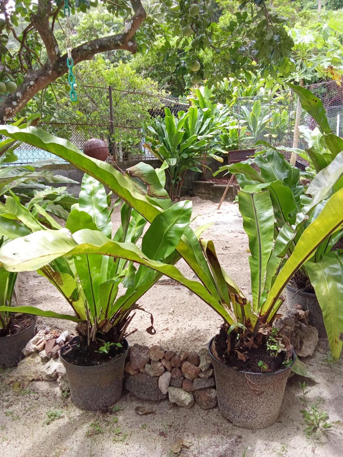 Ravehei smile relais 3 Huahine view 5