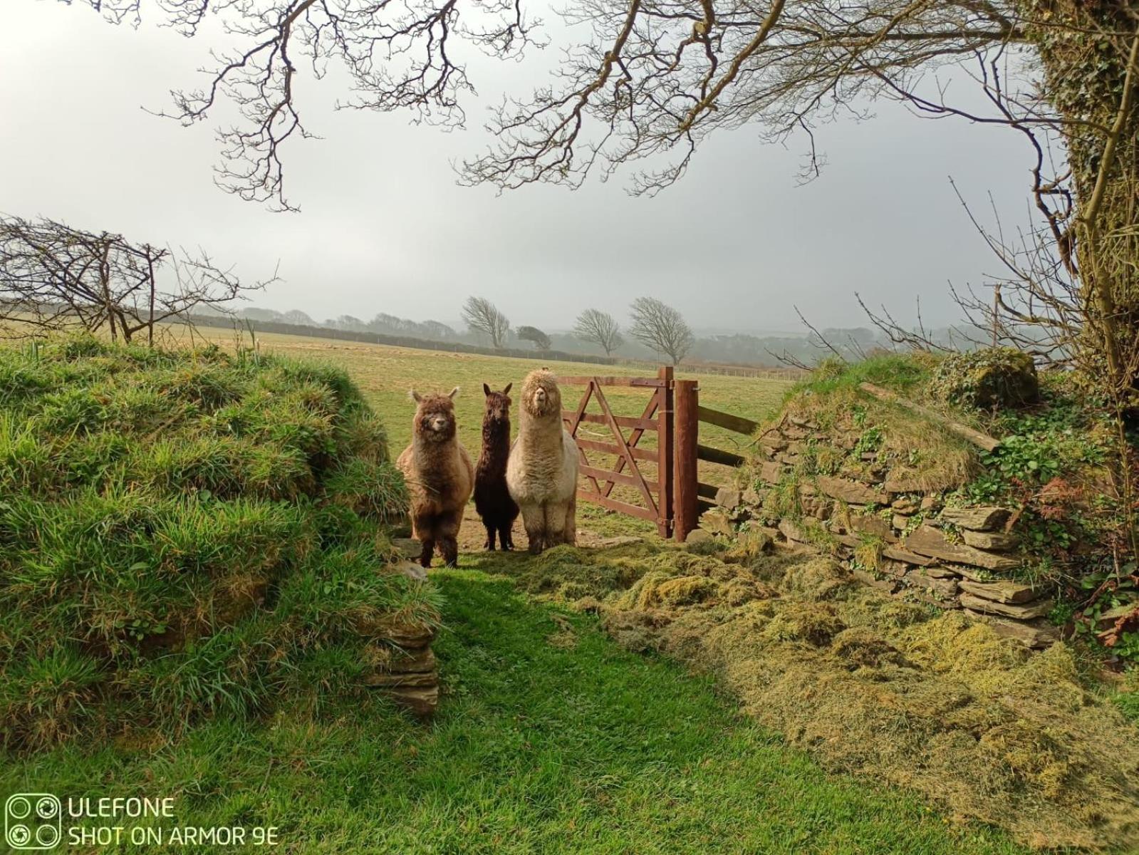 Fentrigan Manor Farm & Holiday Cottages