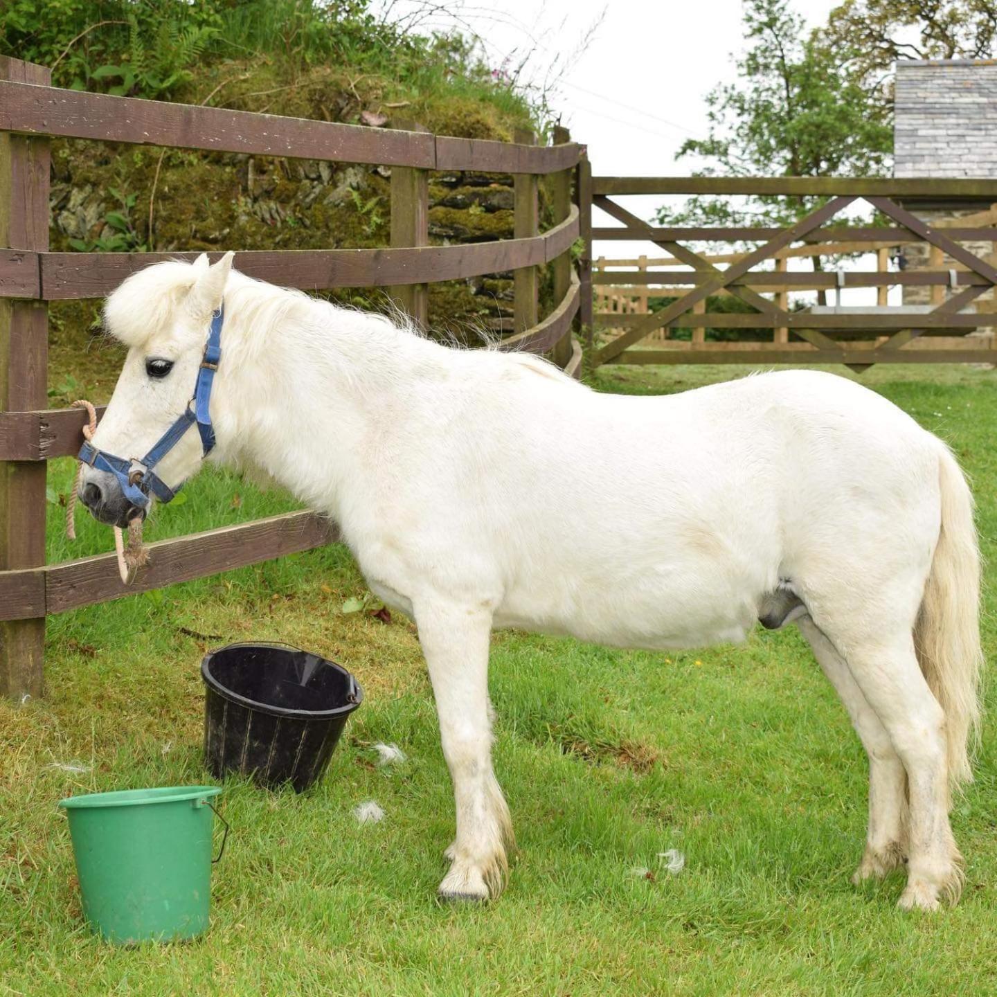 Fentrigan Manor Farm & Holiday Cottages