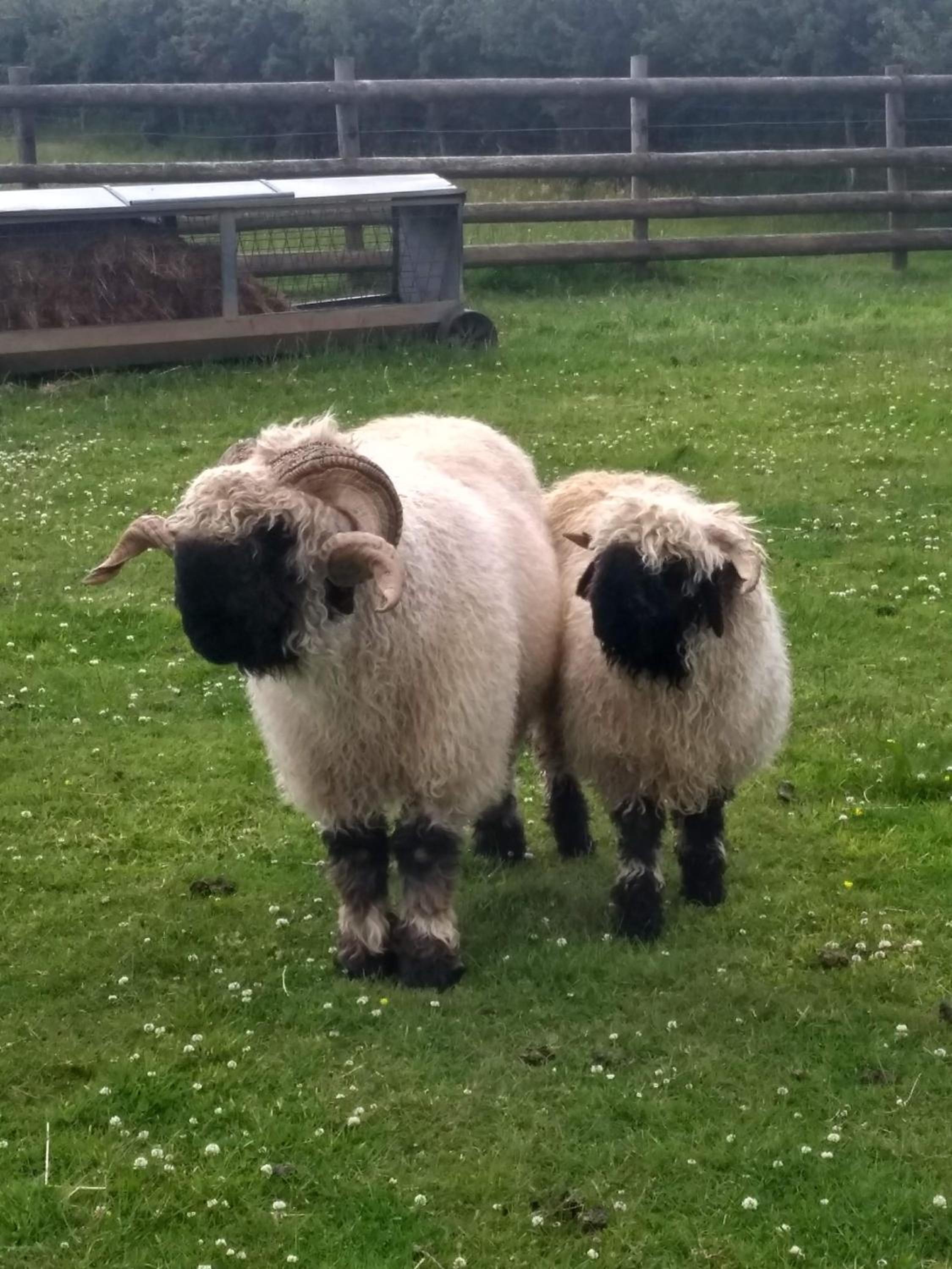 Fentrigan Manor Farm & Holiday Cottages