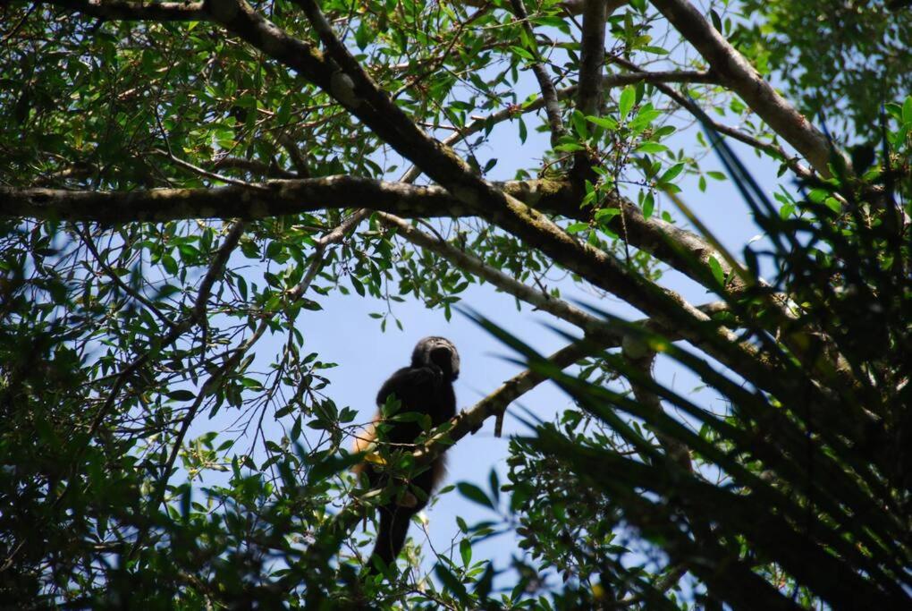 Eco Lodge near Corcovado, 400m to Beach on a Peaceful Private Reserve