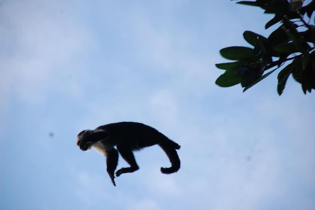 Eco Lodge near Corcovado, 400m to Beach on a Peaceful Private Reserve