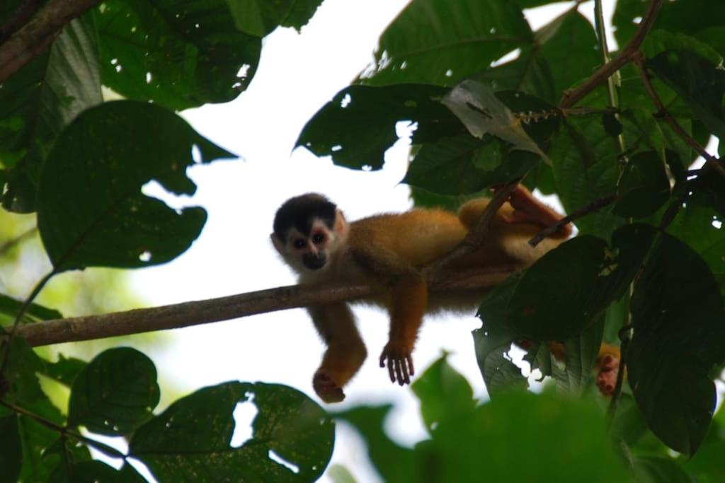 Eco Lodge near Corcovado, 400m to Beach on a Peaceful Private Reserve
