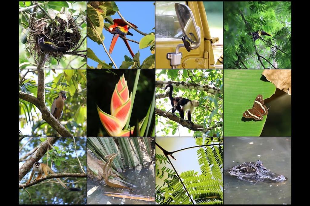 Eco Lodge near Corcovado, 400m to Beach on a Peaceful Private Reserve