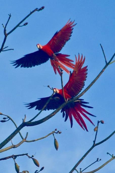 Eco Lodge near Corcovado, 400m to Beach on a Peaceful Private Reserve