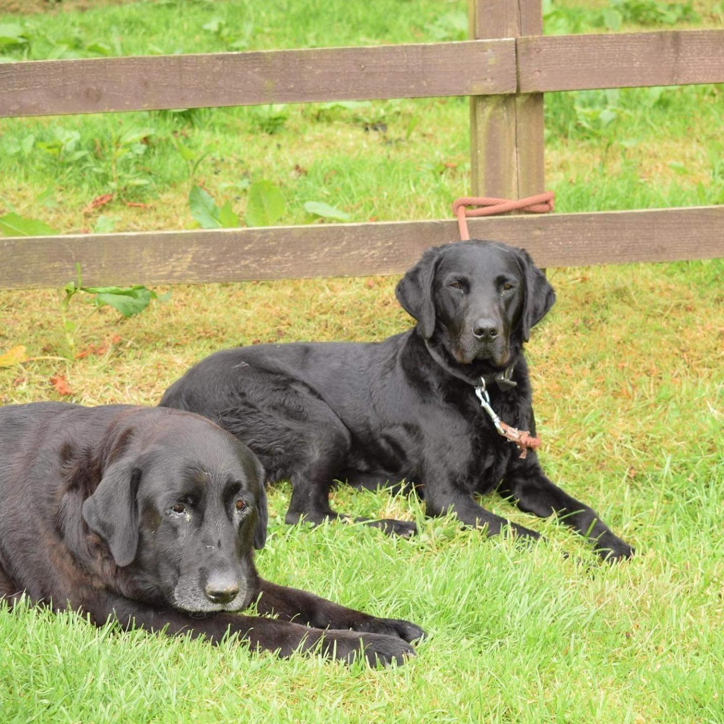 Fentrigan Manor Farm & Holiday Cottages