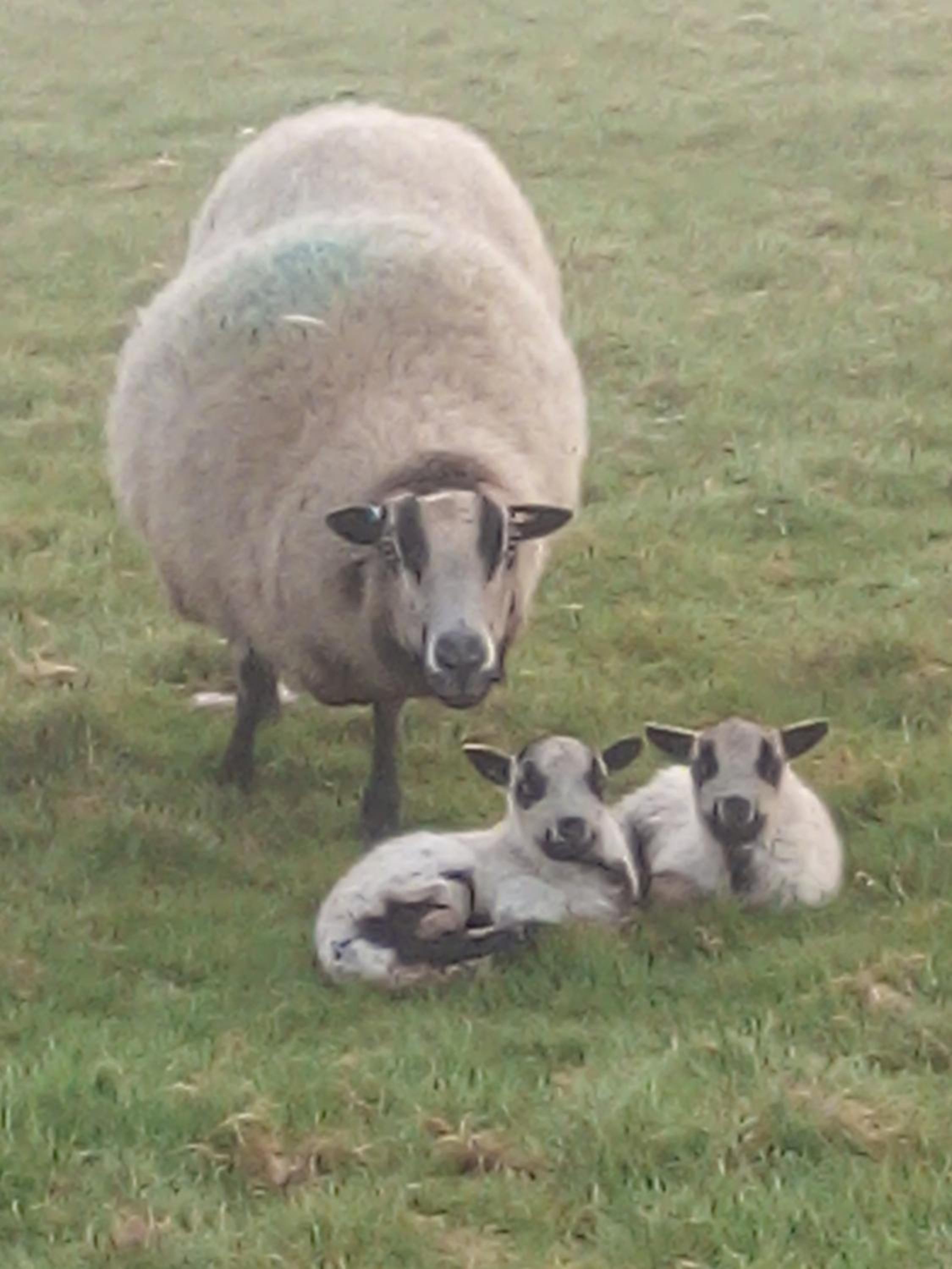 Fentrigan Manor Farm & Holiday Cottages