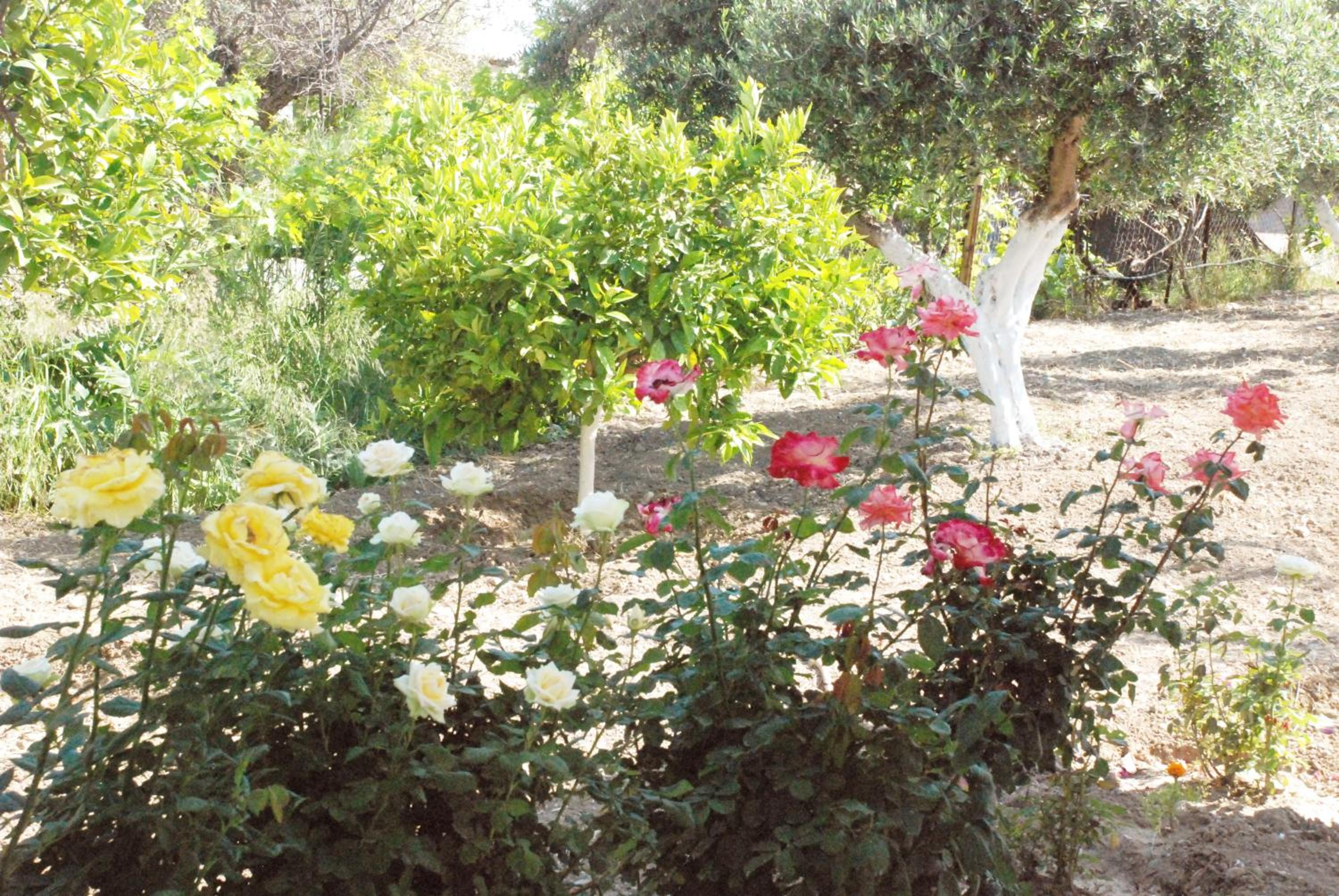 Photo 18