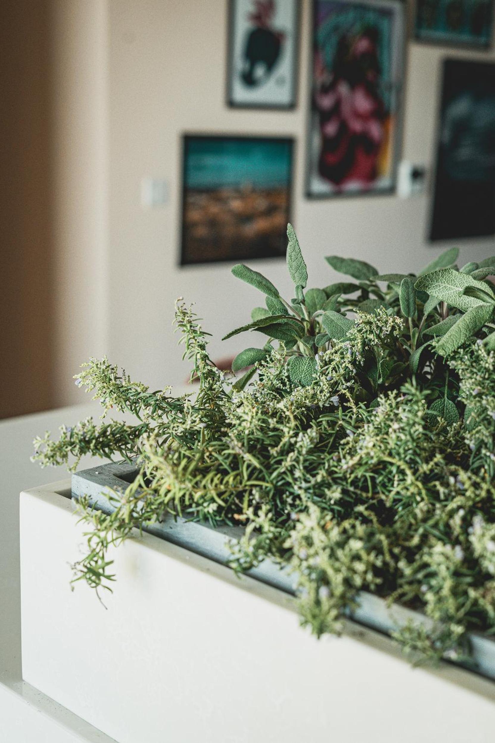 Artists' Nest