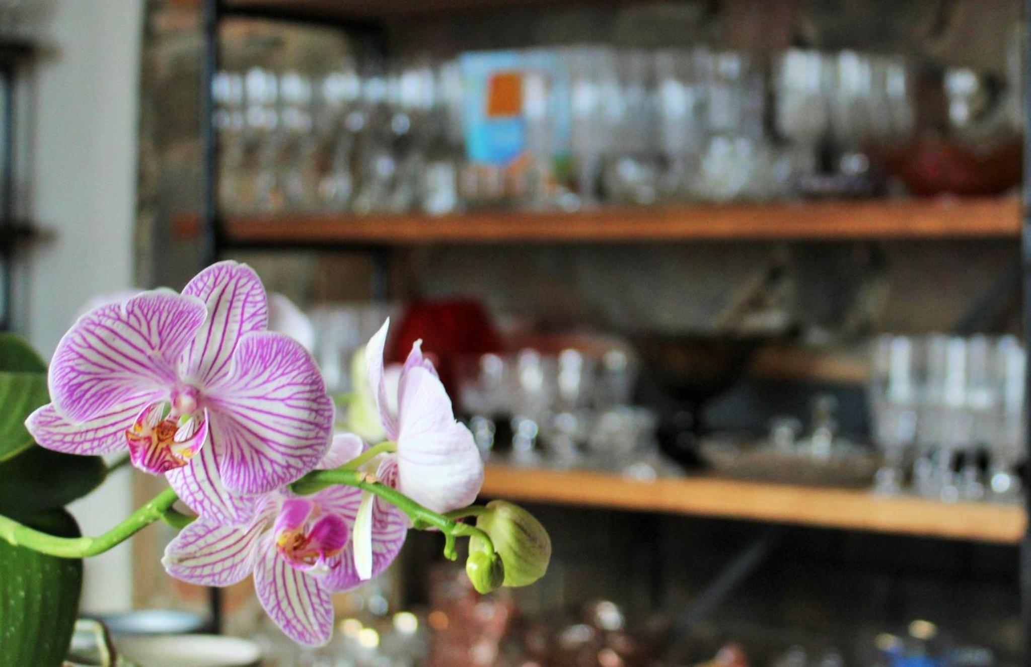 BARRYDALE Karoo - BOUTIQUE HOTEL