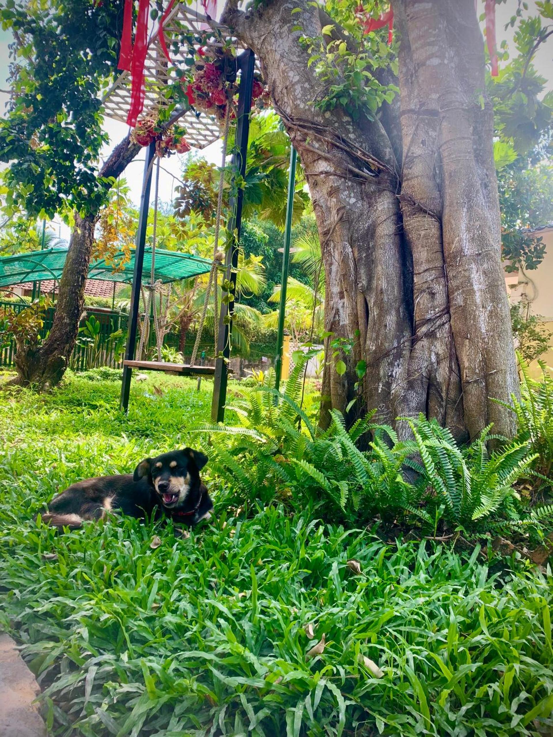 Song Ngư Riverside Homestay view 3