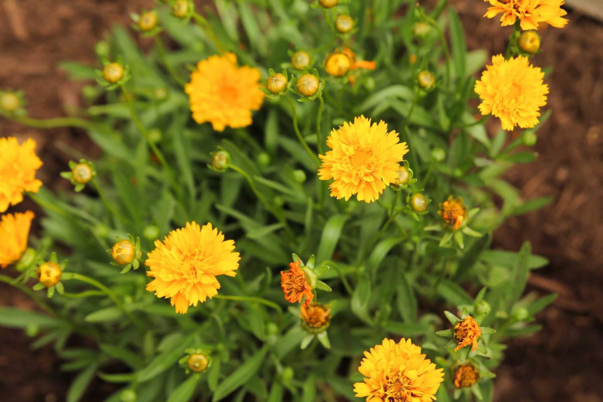 Yellow Flower - Tipi 5