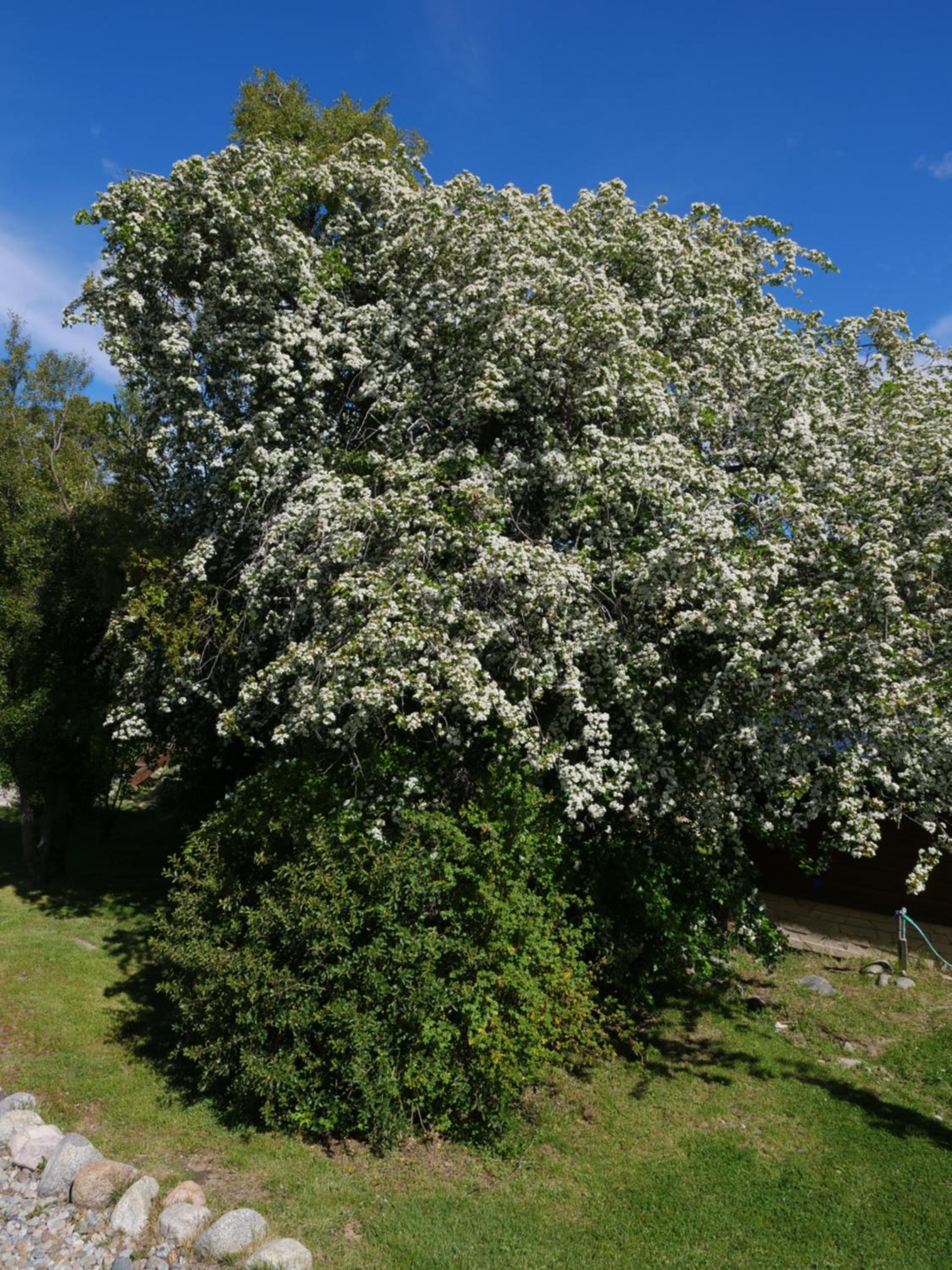 La Huala