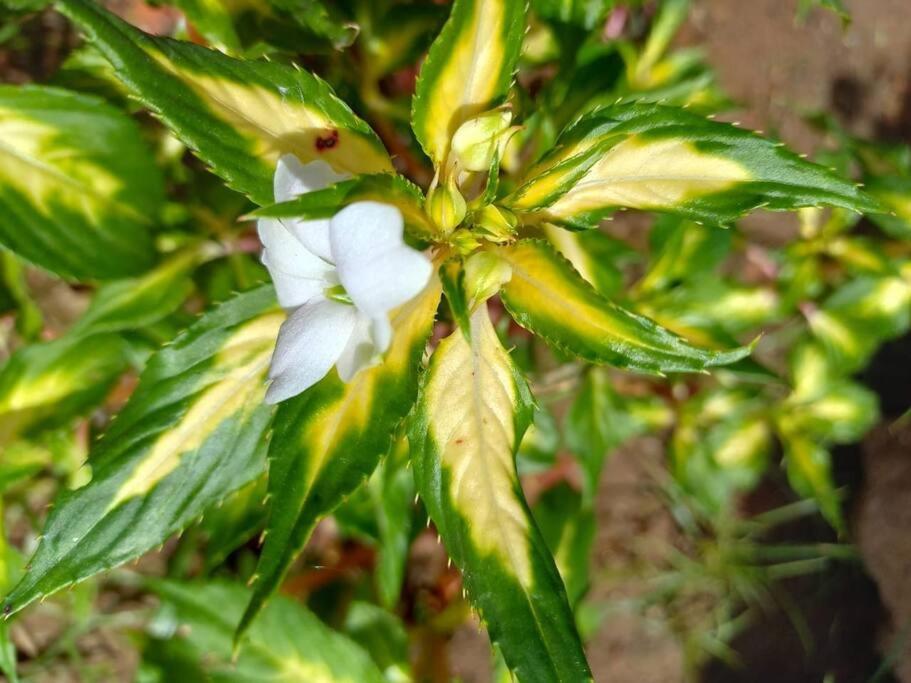 Chalé Córrego Comprido