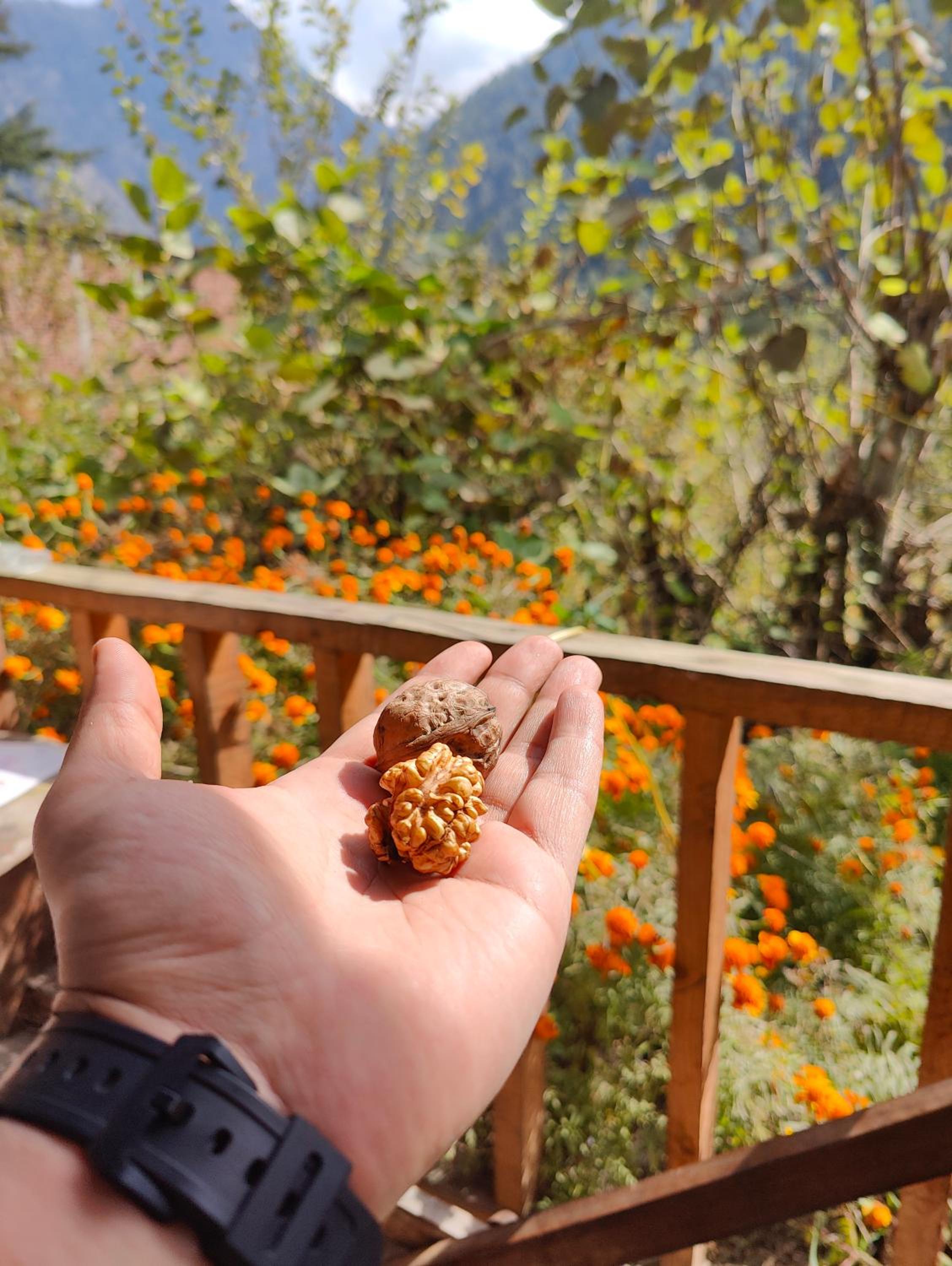 Renuka homestay and cafe view 3