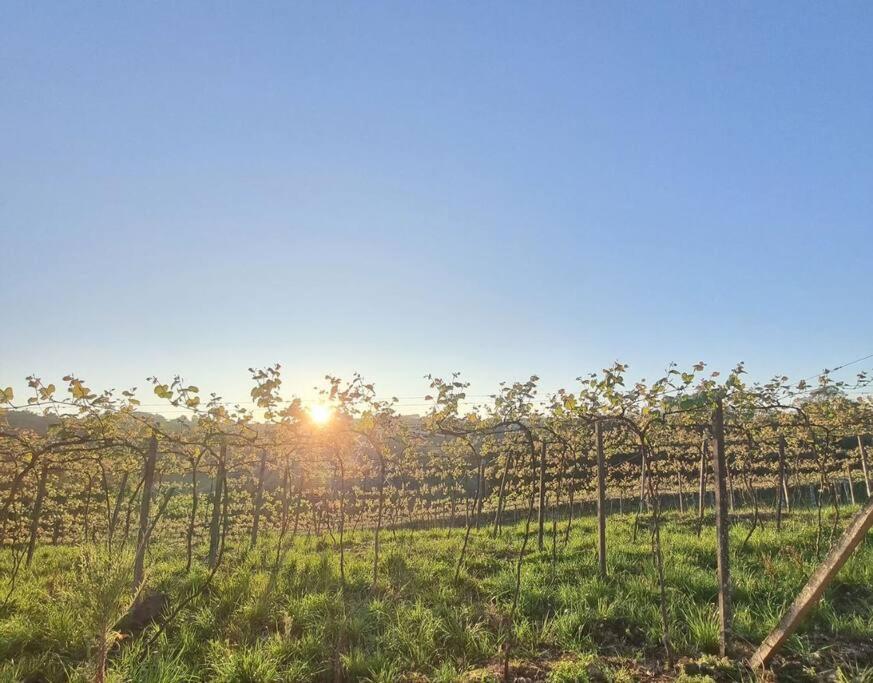 TinyWine House Vale dos Vinhedos - Cabana Chardonnay