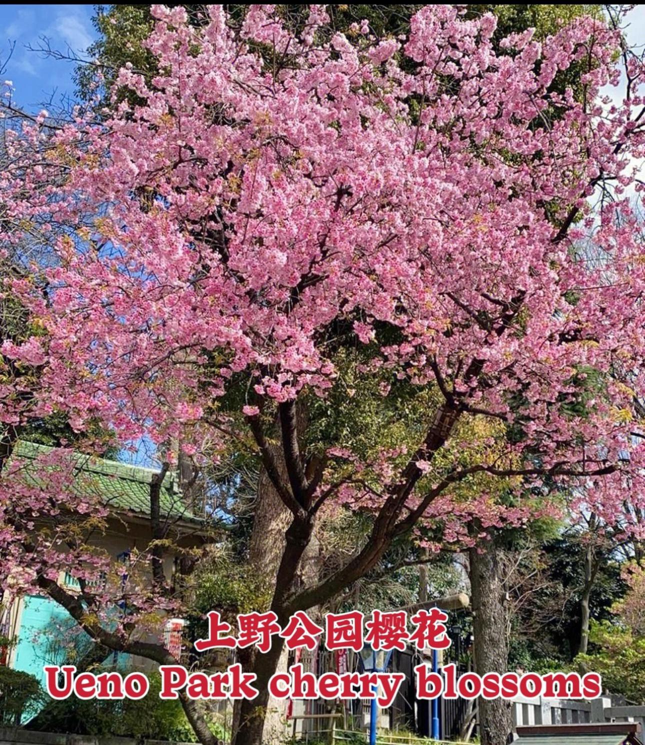 Ueno K