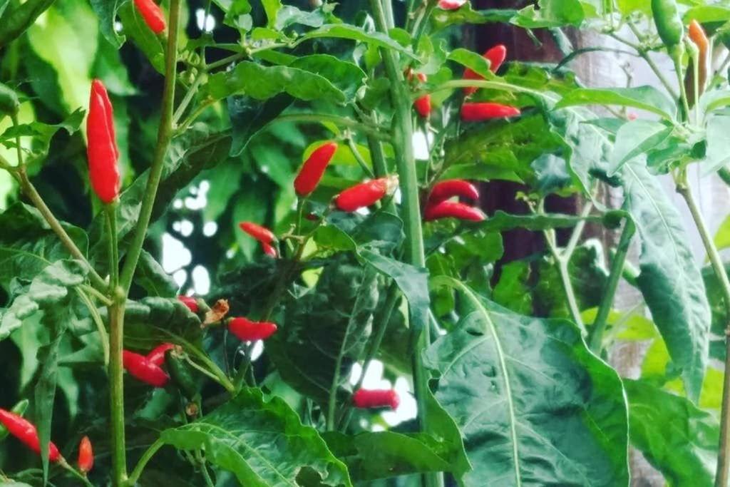 Condomínio Shambala Piri