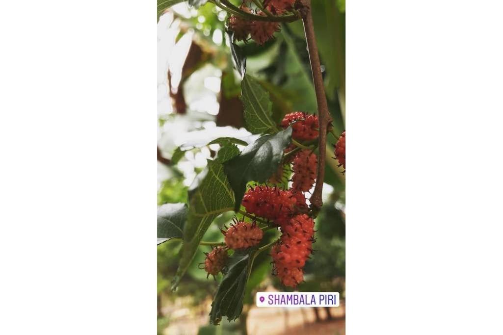 Condomínio Shambala Piri