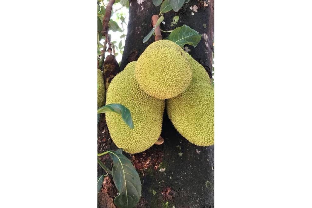 Condomínio Shambala Piri