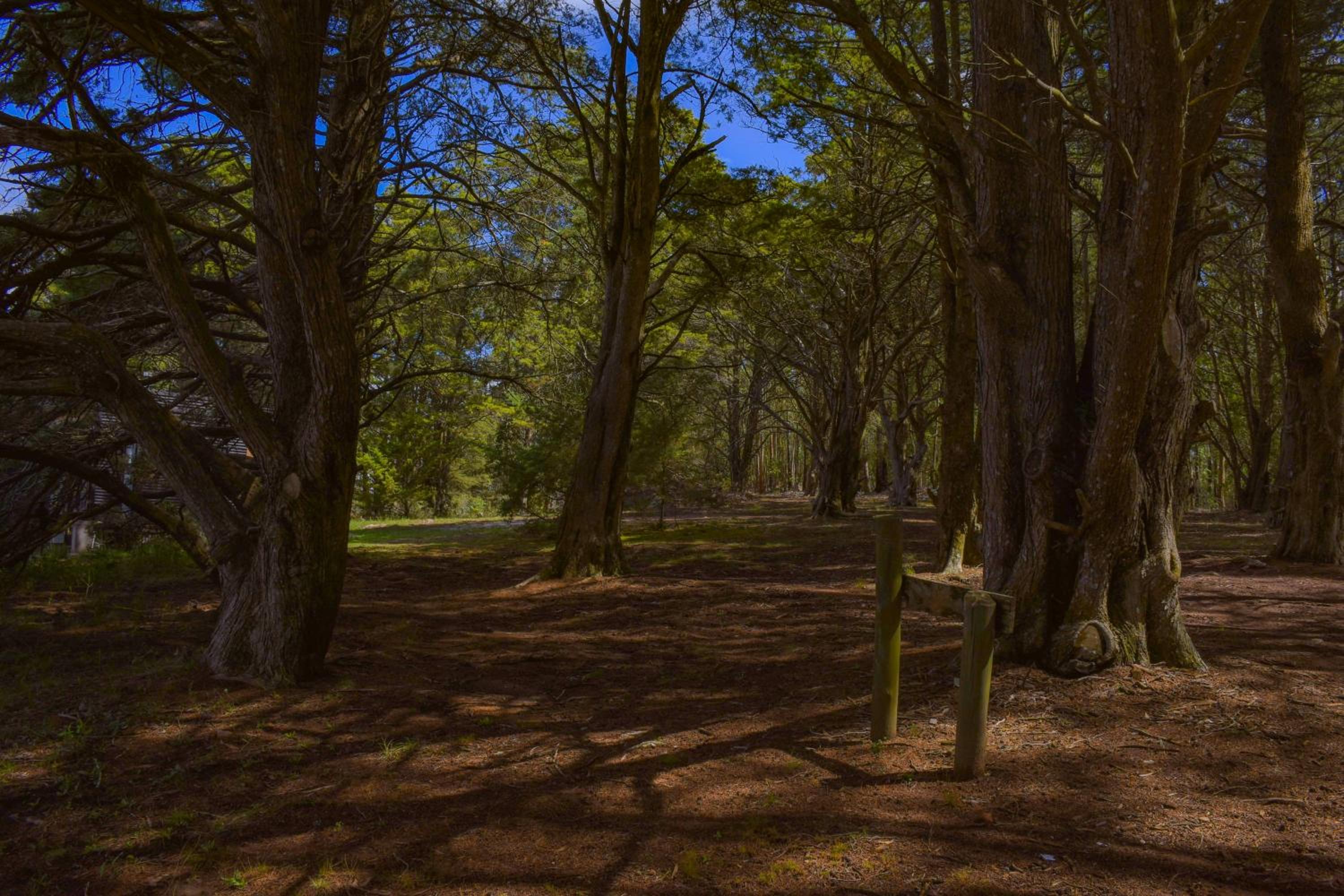 Complejo Bosques