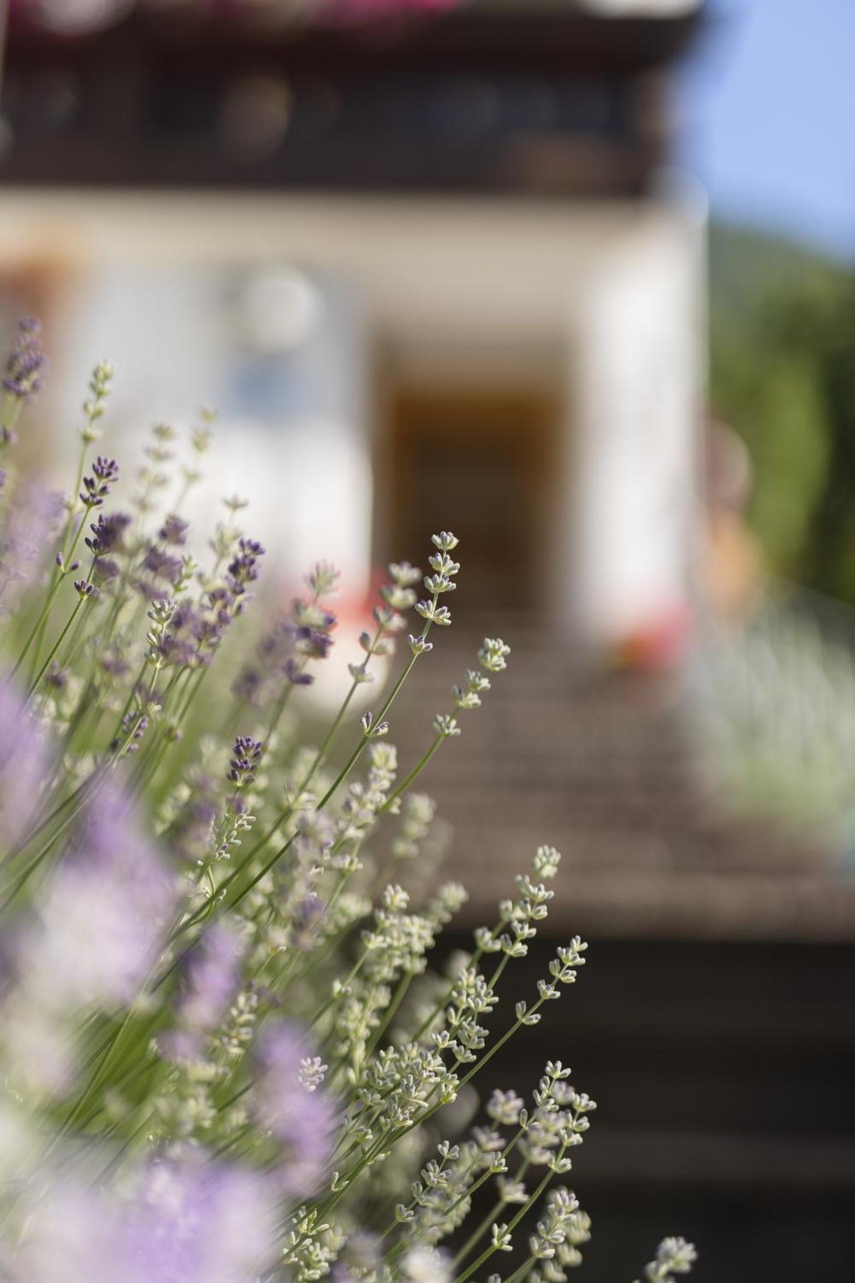 Pension Gulla - Ferienhaus Appartements B&B