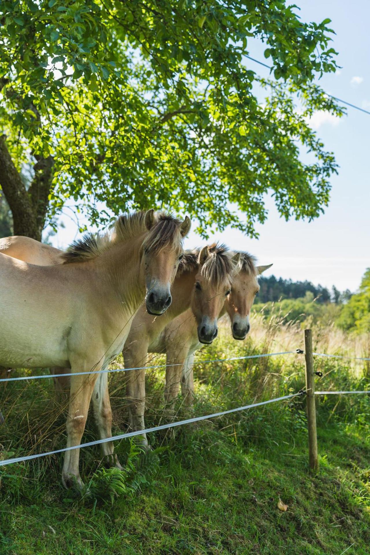 Grünewaldhof in Rimbach im Odenwald