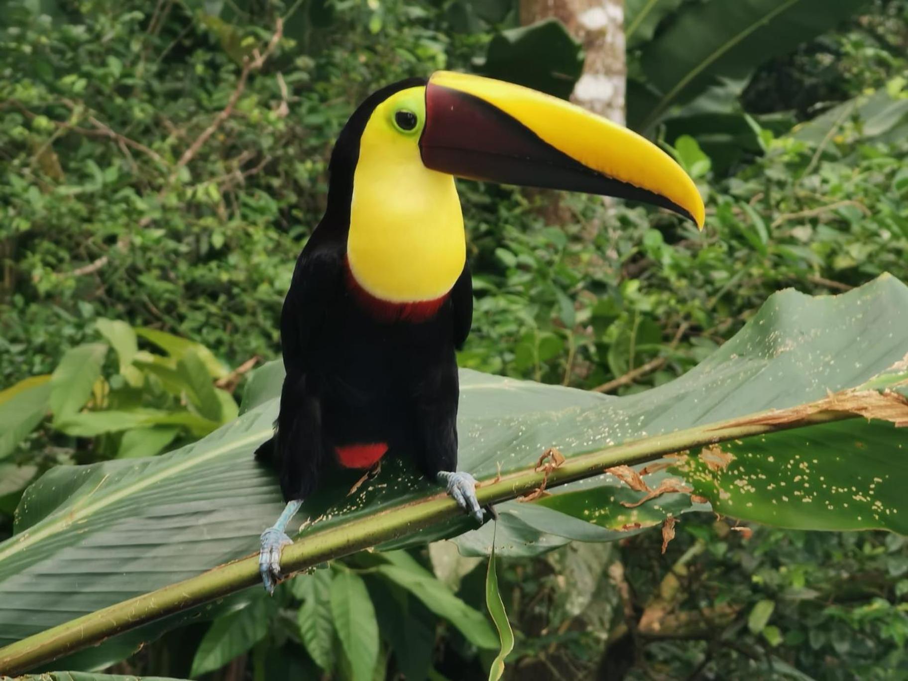 Villa Tucan