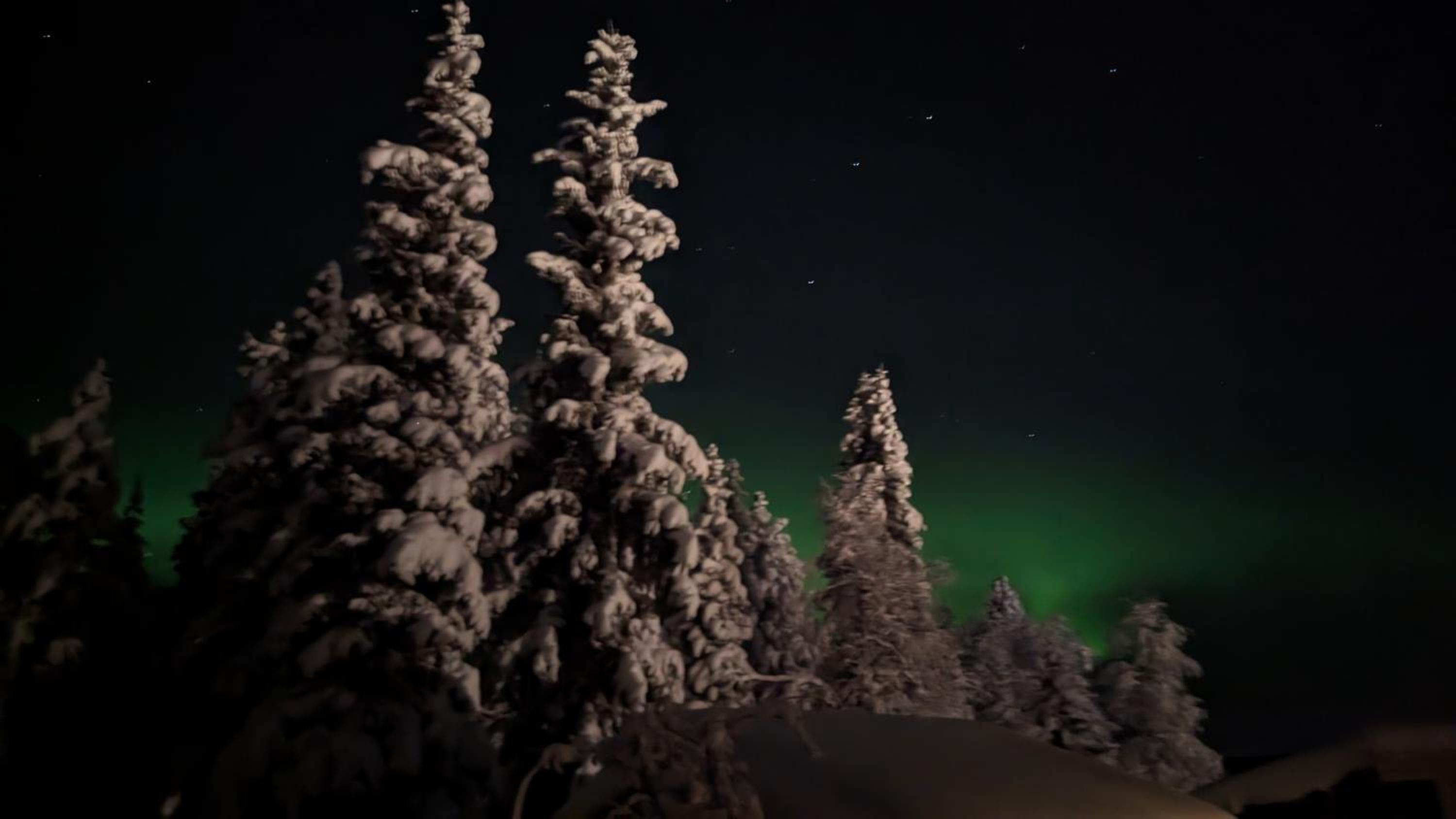 Lapland Snow Moose view 5