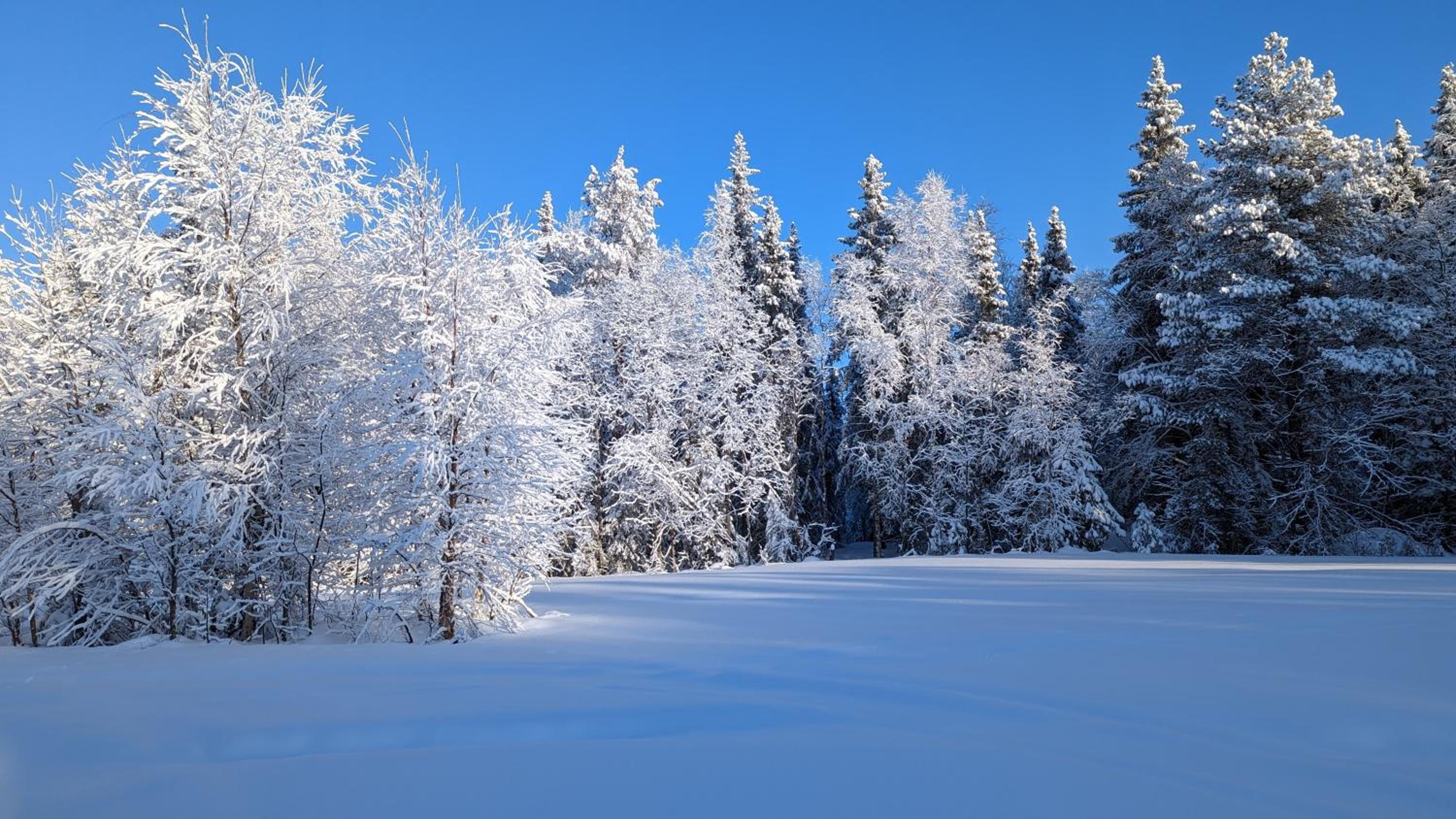 Lapland Snow Moose view 3