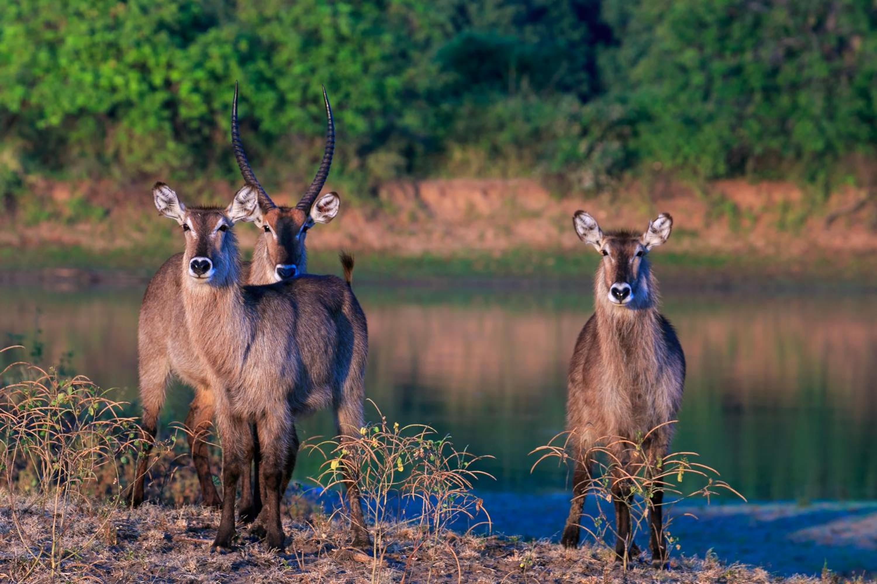 Msandile River Lodge