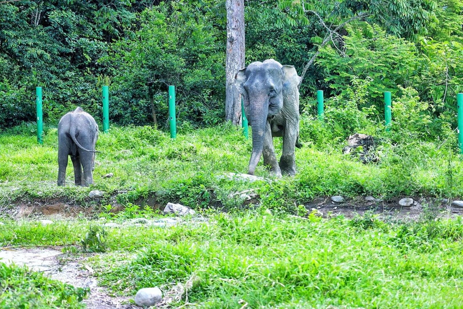 Tropical Jungle lodge & Jungle trekking