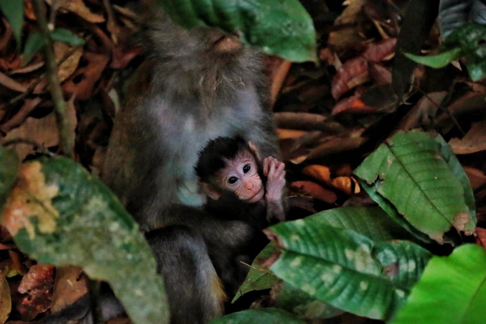 Tropical Jungle lodge & Jungle trekking