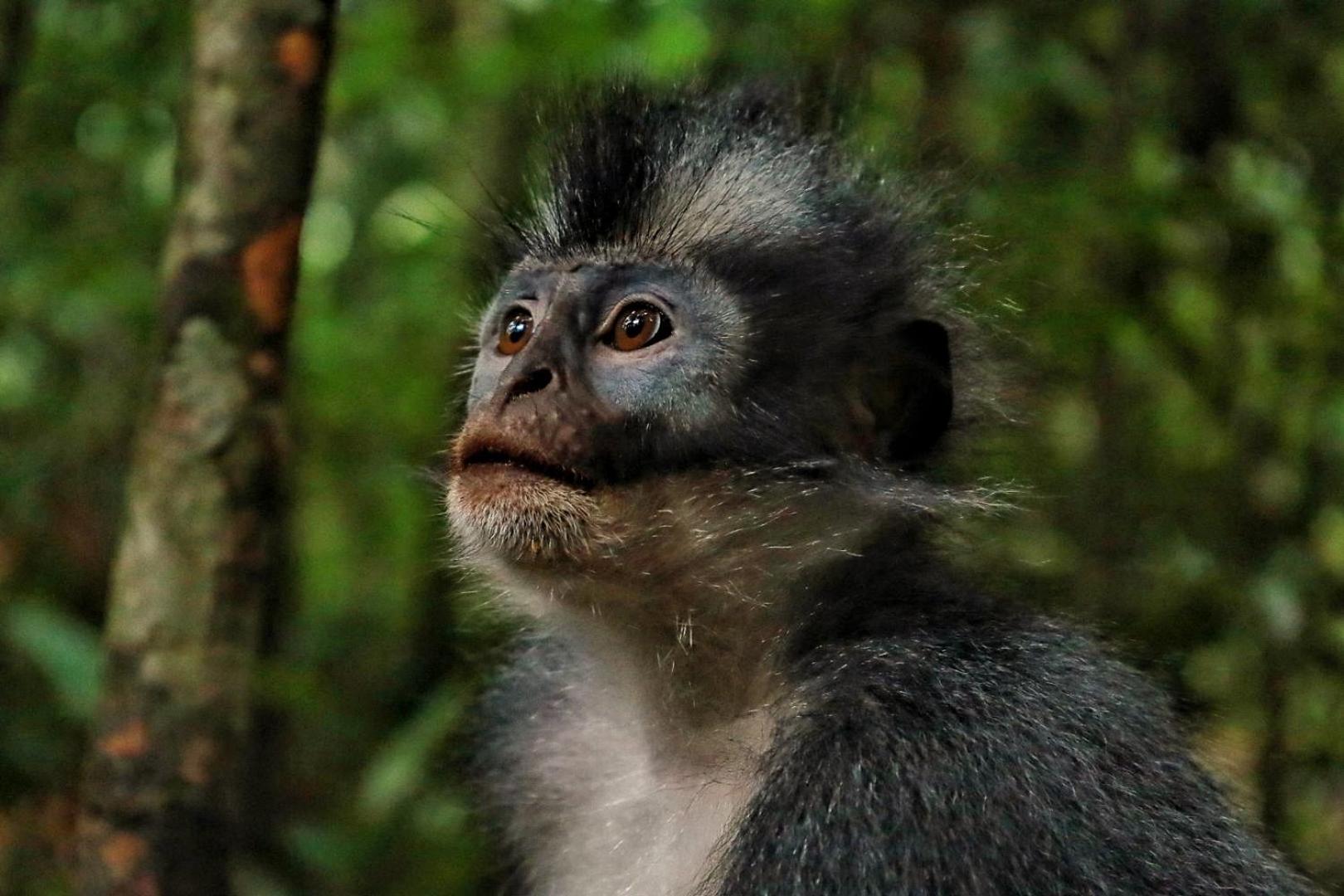 Tropical Jungle lodge & Jungle trekking