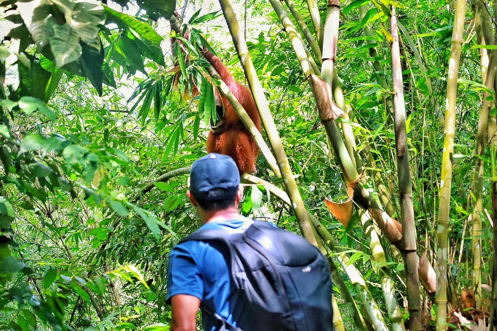 Tropical Jungle lodge & Jungle trekking