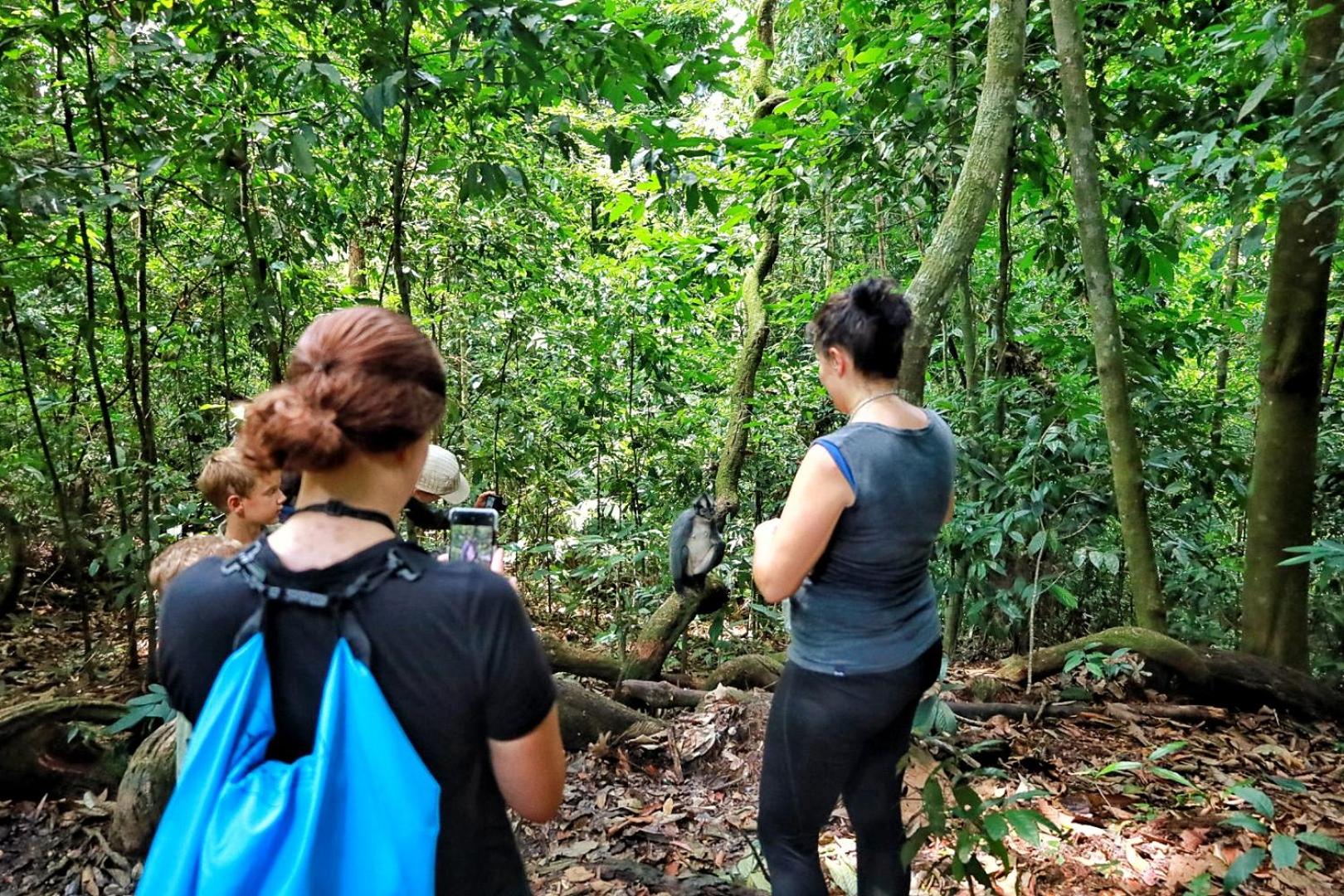 Tropical Jungle lodge & Jungle trekking