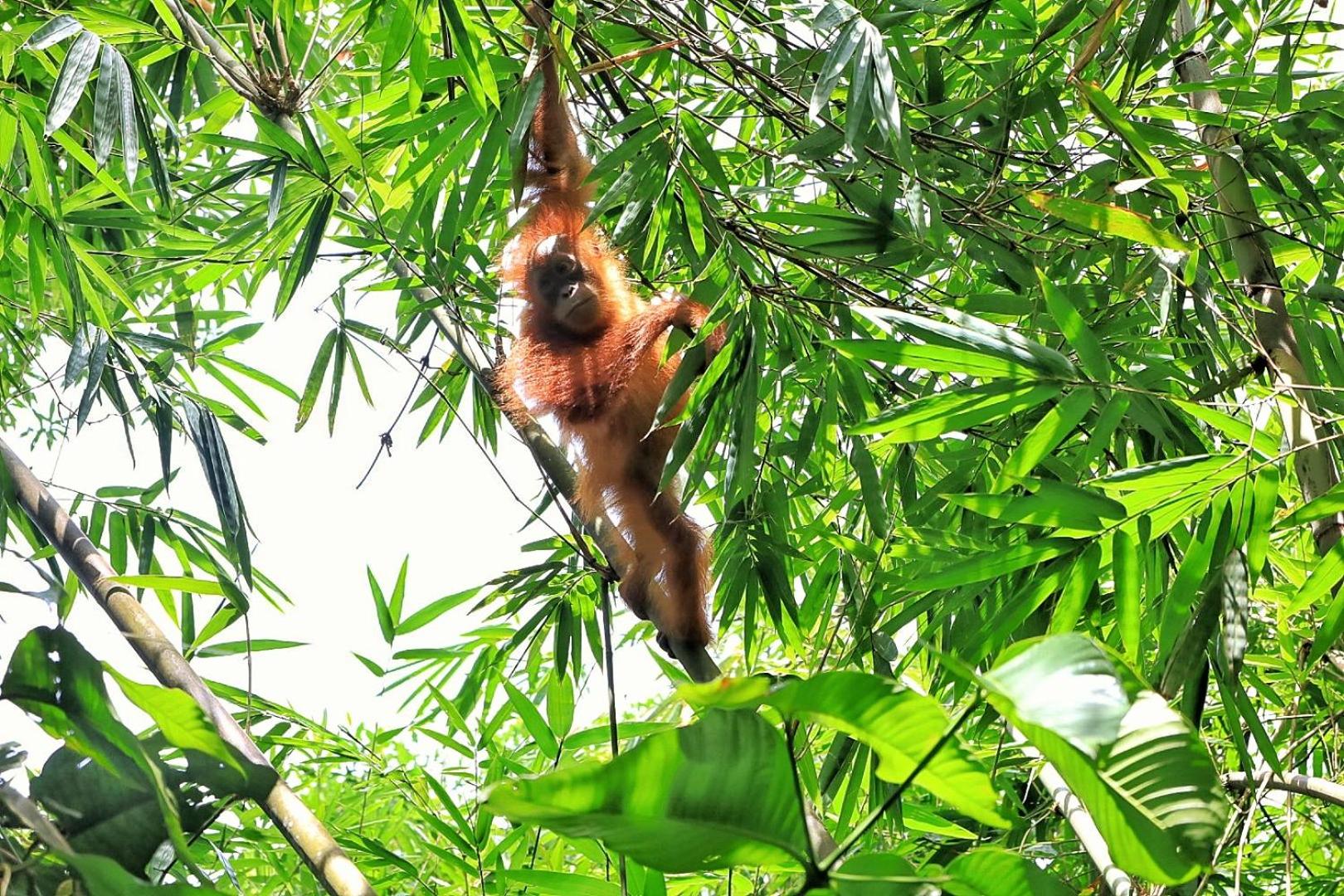 Tropical Jungle lodge & Jungle trekking