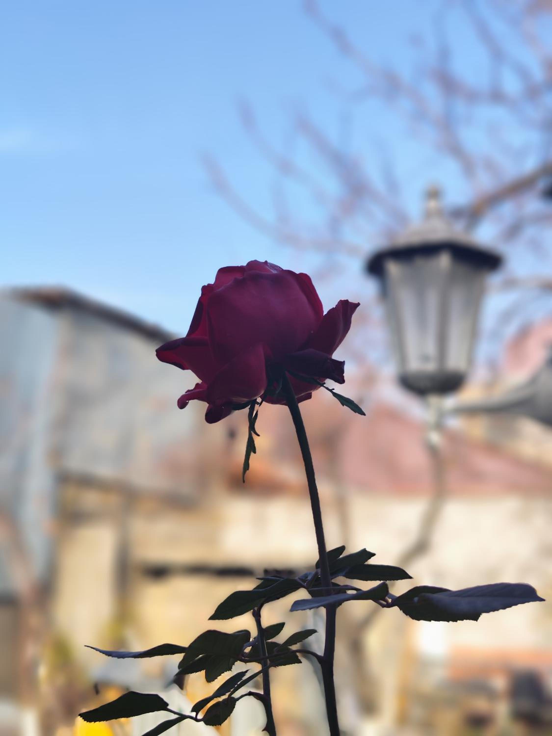 Guest House FloraS