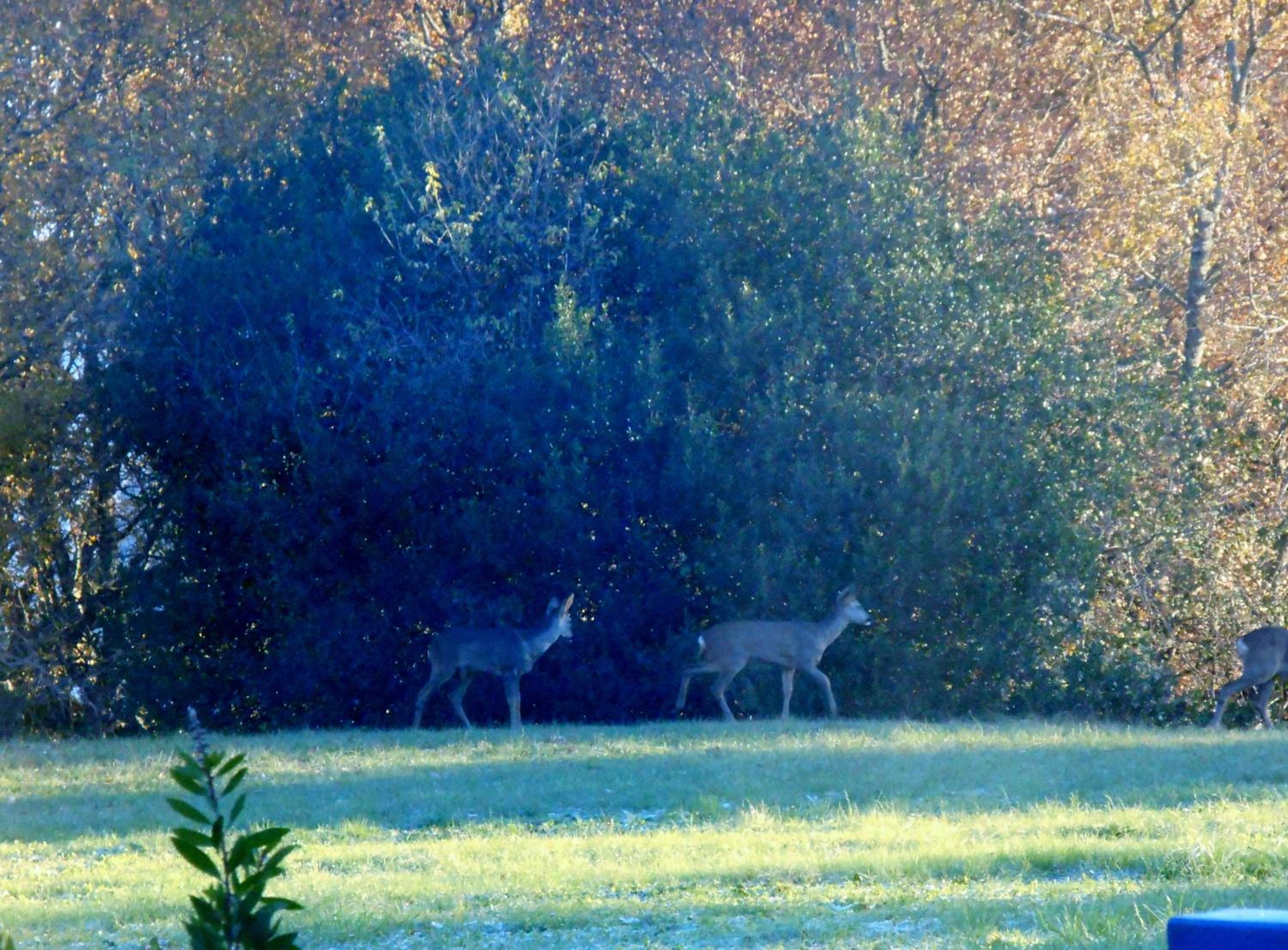 Photo 43