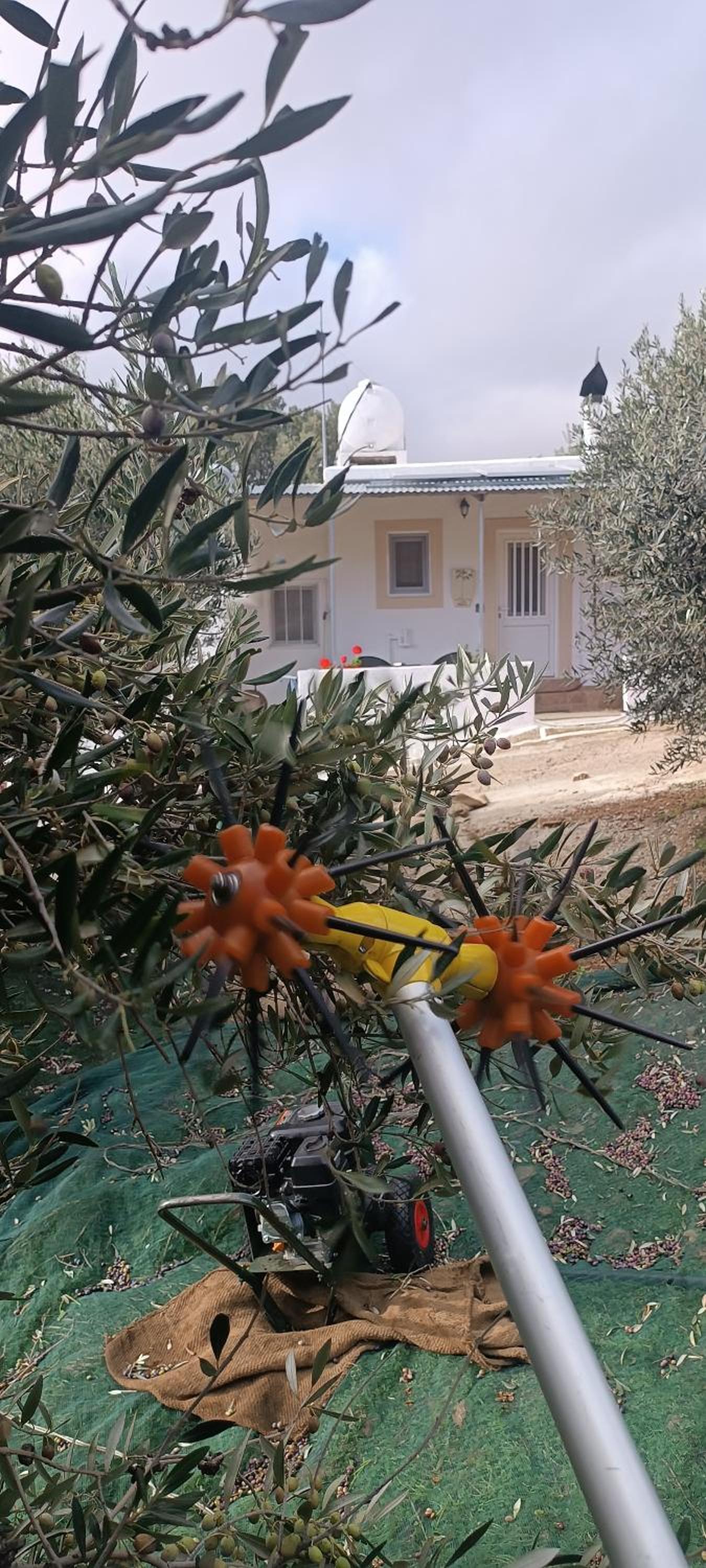 Olive metohi return to nature view 2