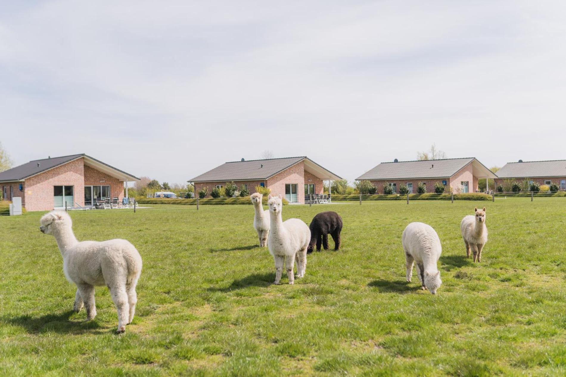 Büdlfarm - Der Familien-Erlebnishof in Strandnähe