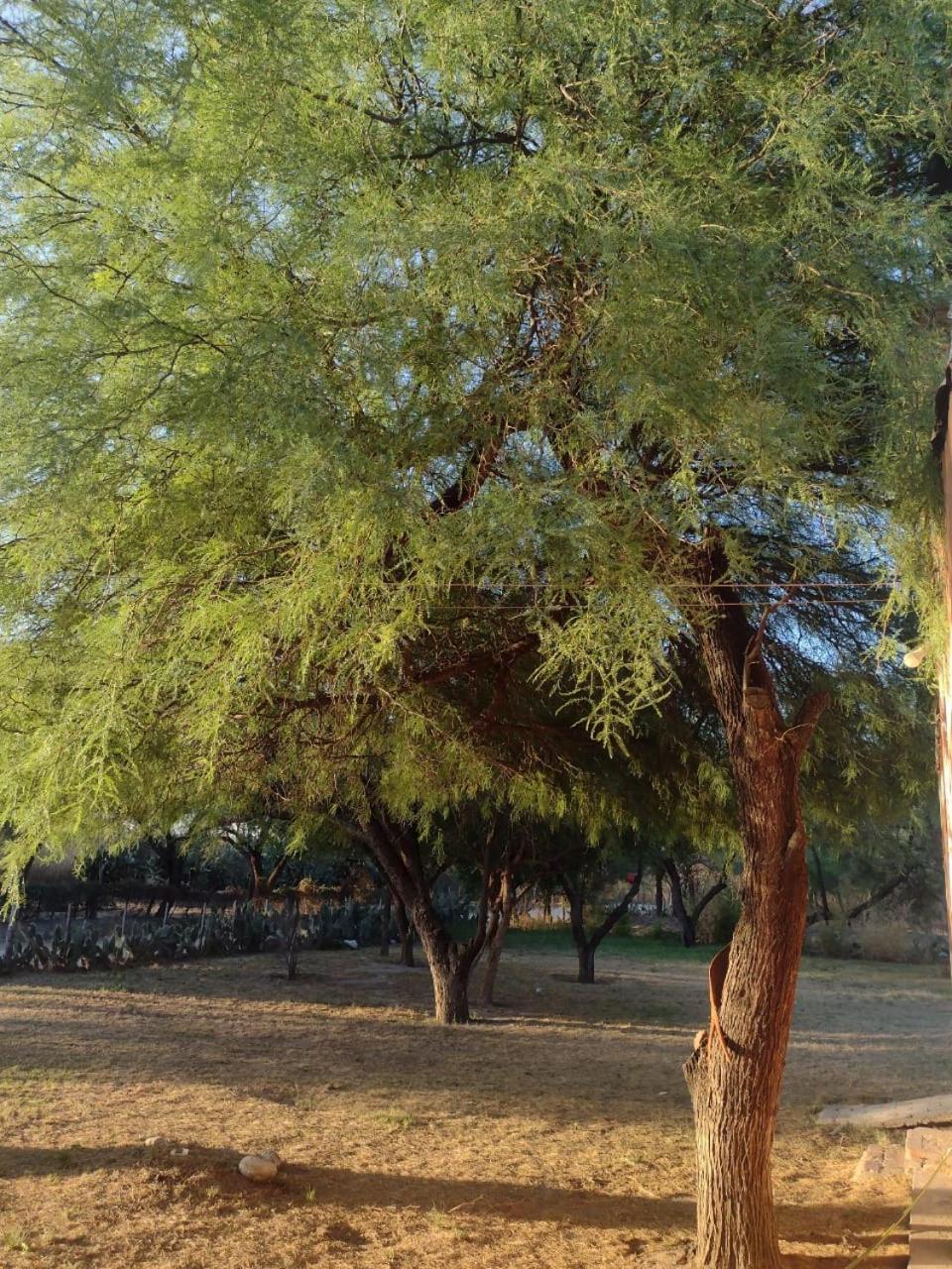 La Gallega