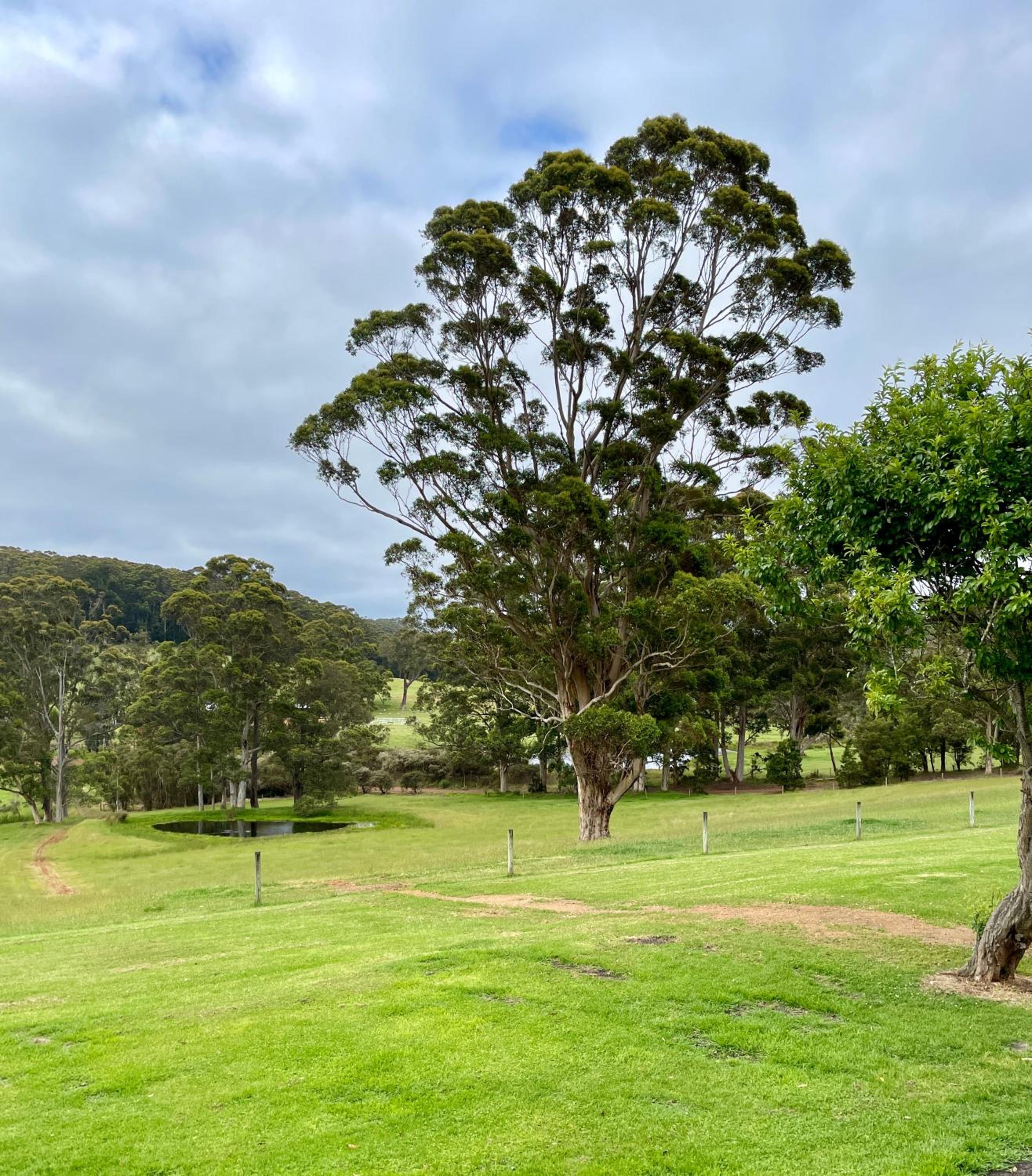 Springwood Cottage
