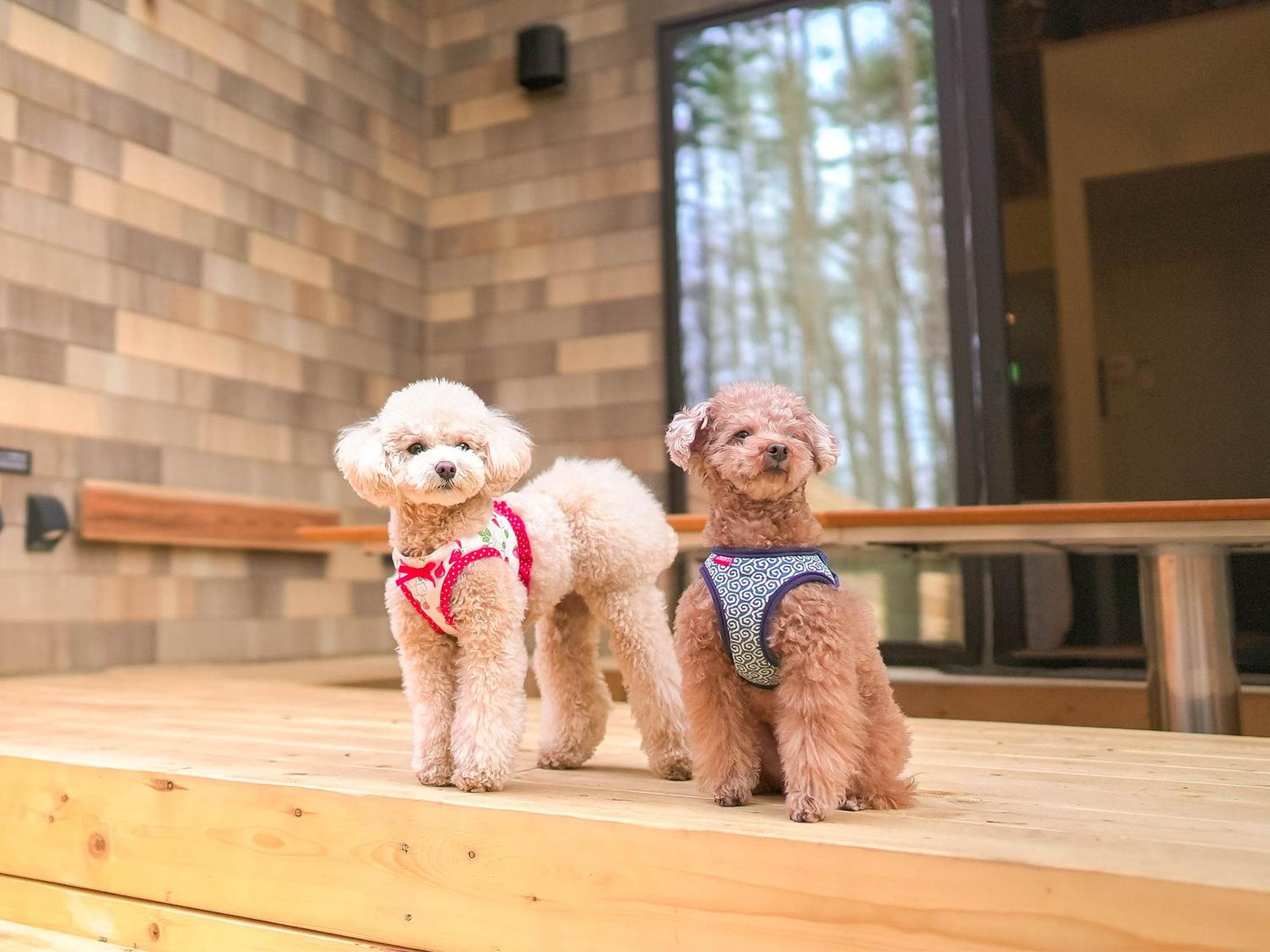 Rakuten STAY VILLA Fujikawaguchiko Forest