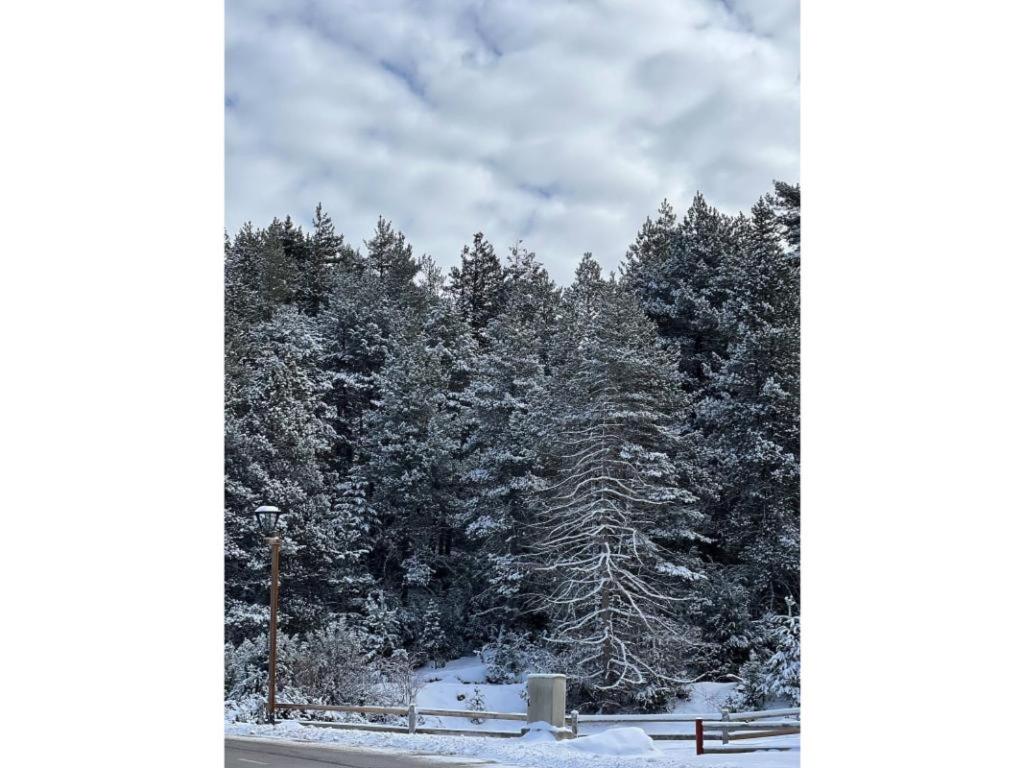 Masella